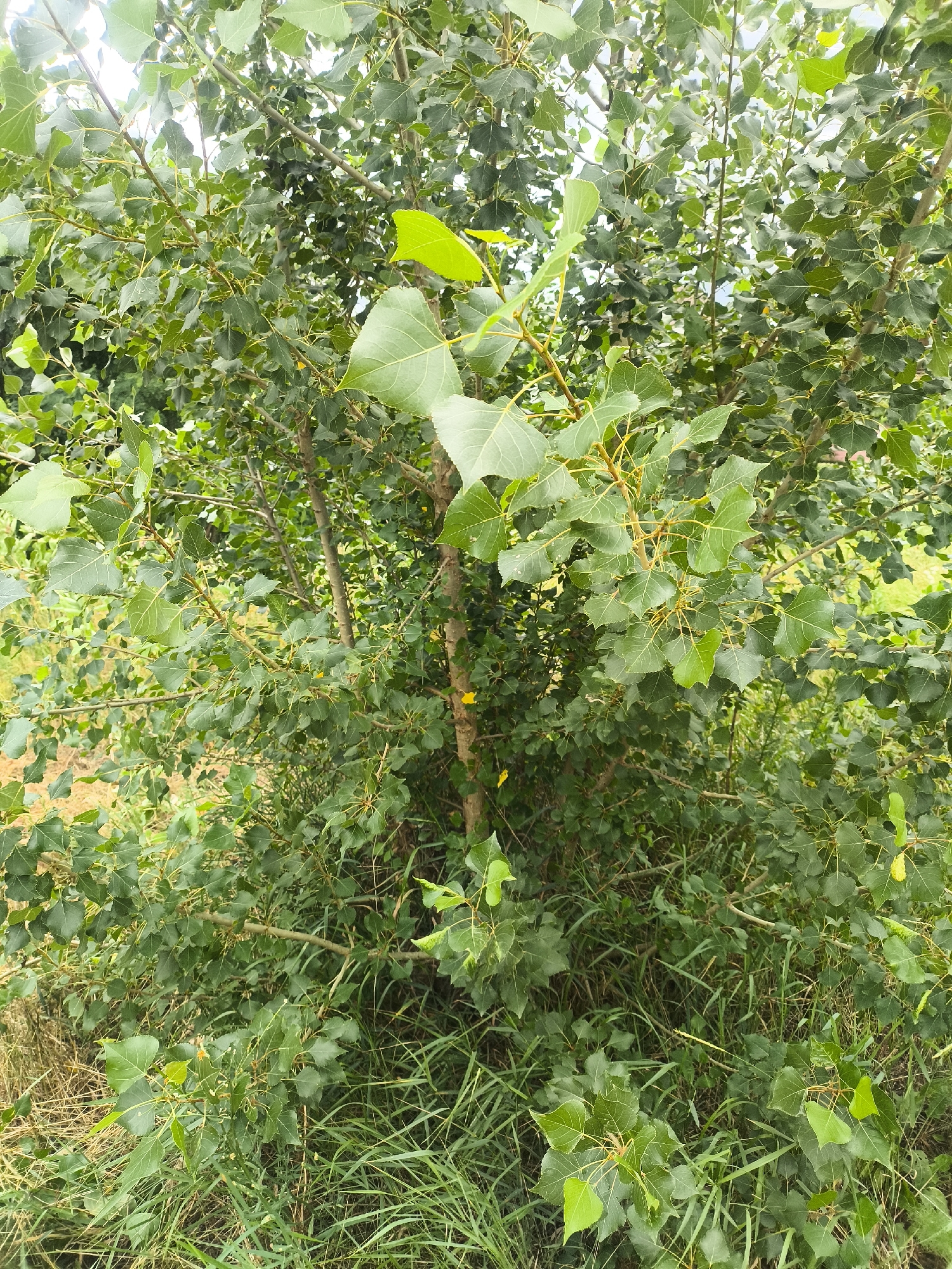 The image shows a close-up view of a dense deciduous tree with abundant green leaves and thin branches. The tree is situated in an outdoor environment, with dry grass and other green foliage visible at the bottom and background. The lighting suggests it is daytime, possibly overcast, with soft illumination on the foliage. There are no people or animals present in the scene. The location is identified as Yasnohorodka, Ukraine.