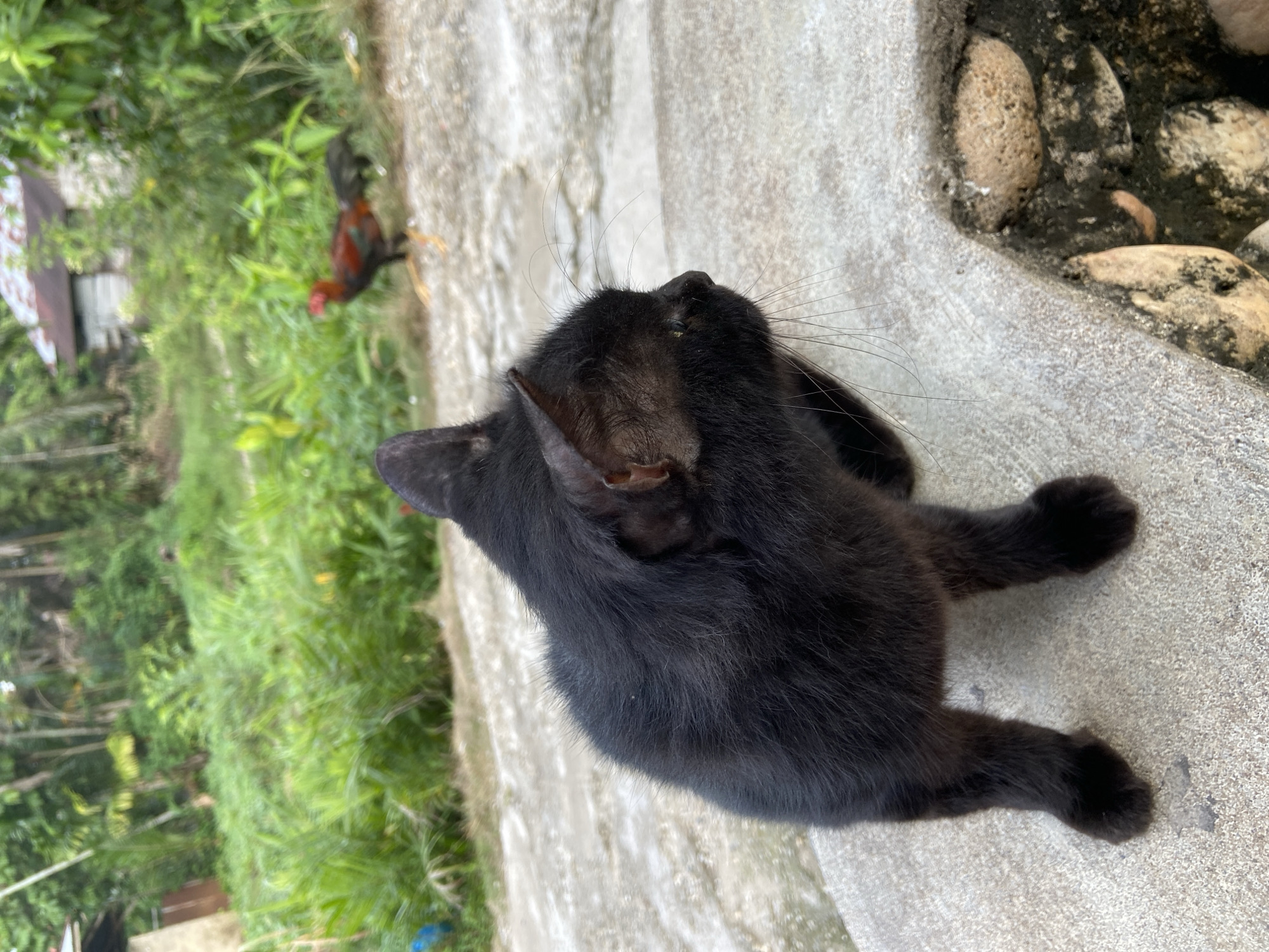 An outdoor, eye-level medium shot captures a black cat in the foreground, facing right and slightly away from the camera. The cat's tail is not visible. The cat is seated on a rough, textured concrete surface that appears to be an outdoor pathway or patio. To the right of the cat, a small cavity in the concrete contains several smooth, rounded stones.
In the background, lush green foliage is abundant. Beyond the greenery, a rustic building with a red roof and weathered walls is visible. Further in the distance, a rooster with dark and red plumage is seen walking across the grassy area. The overall environment suggests a rural setting, likely in the village of Sekar Mawar, Indonesia. The lighting indicates it is daytime, with diffused natural light.