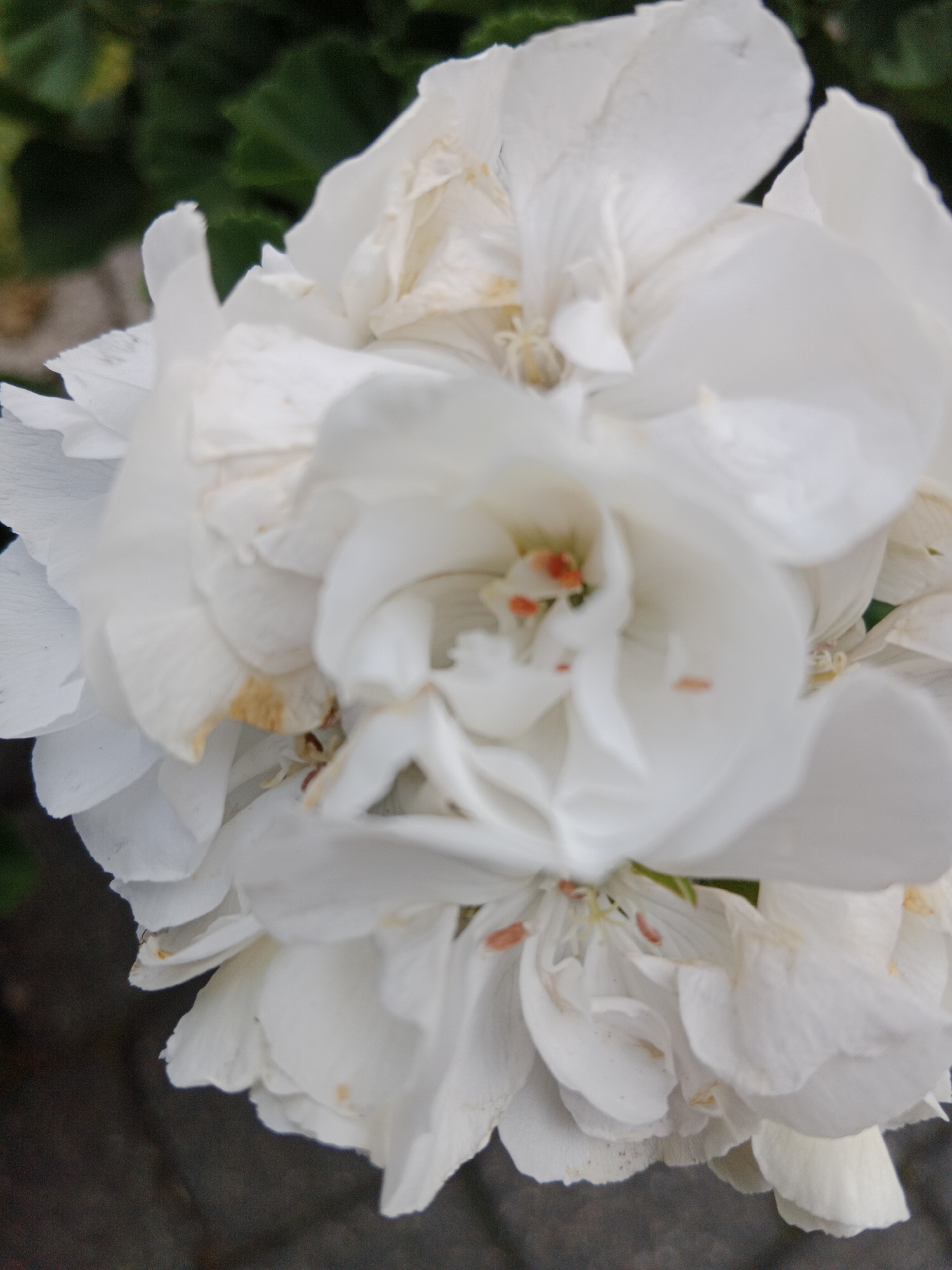 A close-up, slightly blurred, overhead shot captures a cluster of white flowers. The petals are delicate and layered, with some appearing slightly wilted or discolored with subtle yellowing. In the center of the flowers, small orange stamen are visible. The background consists of dark green foliage and a blurry, dark gray textured surface that appears to be cobblestone or pavement. There are no people or discernible actions depicted in the image. The image is not specific to Bydgoszcz, Poland, or any identifiable urban location.