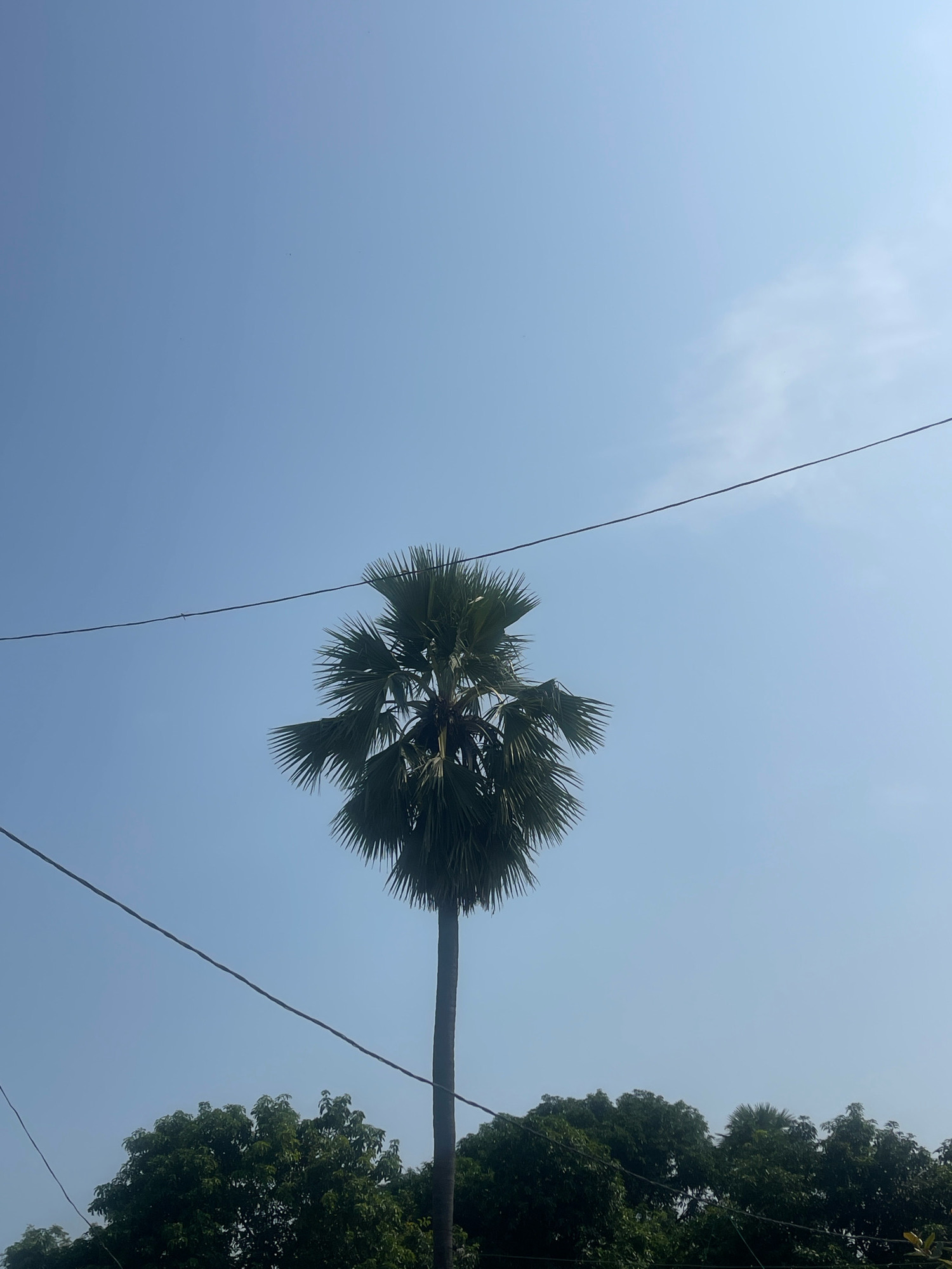In Bojhi, India, a tall palm tree with a thick trunk and a broad crown of fronds stands against a clear blue sky. The lower portion of the image features a dense line of green trees, suggesting a natural or park-like setting within the city. Two dark power lines traverse the sky, one stretching horizontally across the upper half of the image and another diagonally from the lower left to the upper right, passing behind the palm tree. The lighting indicates it is daytime, with the sun likely high in the sky.