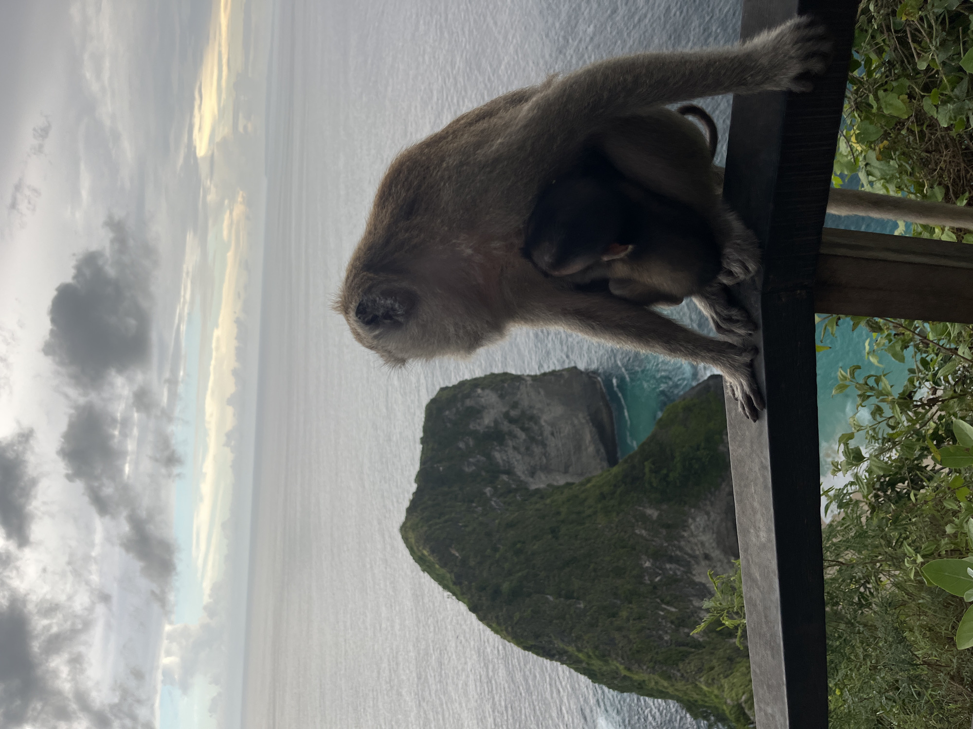 The image captures a tender moment between a mother monkey and its baby, set against a stunning coastal landscape in Nusa Penida, Indonesia.
The primary subjects are a light brown adult monkey, likely a macaque, with a smaller, darker baby monkey clinging securely to its belly. The mother monkey is perched on a sturdy, dark wooden railing, gripping it with all four paws. Its body is slightly hunched, and its head is turned generally to the left, away from the viewer. The baby monkey is largely tucked beneath the mother, with only glimpses of its head and limbs visible, suggesting it is nursing or resting.
The monkeys are positioned at an elevated viewpoint, overlooking the ocean and a prominent landform. In the background, a distinctive, green-covered cliff, often referred to as the "T-Rex head" due to its shape, extends into the clear blue and turquoise waters. White foam indicates waves breaking around the base of the cliff. The ocean stretches out to the horizon under a vast sky, which features a mix of dark grey clouds and lighter, almost golden patches, suggesting either a cloudy day or the soft light of late afternoon or early evening. To the right of the railing, lush green foliage is visible, indicating the monkeys are near natural vegetation.
The image portrays a peaceful interaction between the monkeys in their natural habitat, showcasing maternal protection amidst a dramatic and iconic Indonesian landscape. There is no visible text in the image.