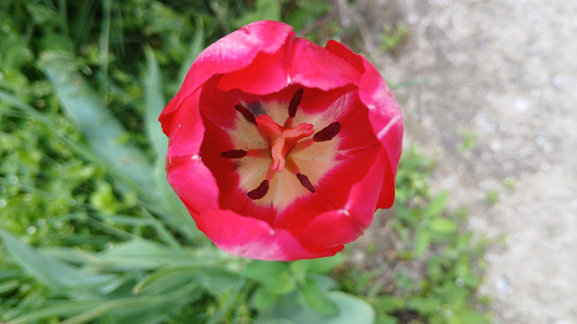 A high-angle, close-up shot features a red tulip in full bloom. The tulip's petals are slightly open, revealing the flower's interior with a yellow and white base. Dark brown stamens are visible. The background consists of green vegetation and a gray concrete surface. The location is not specified.