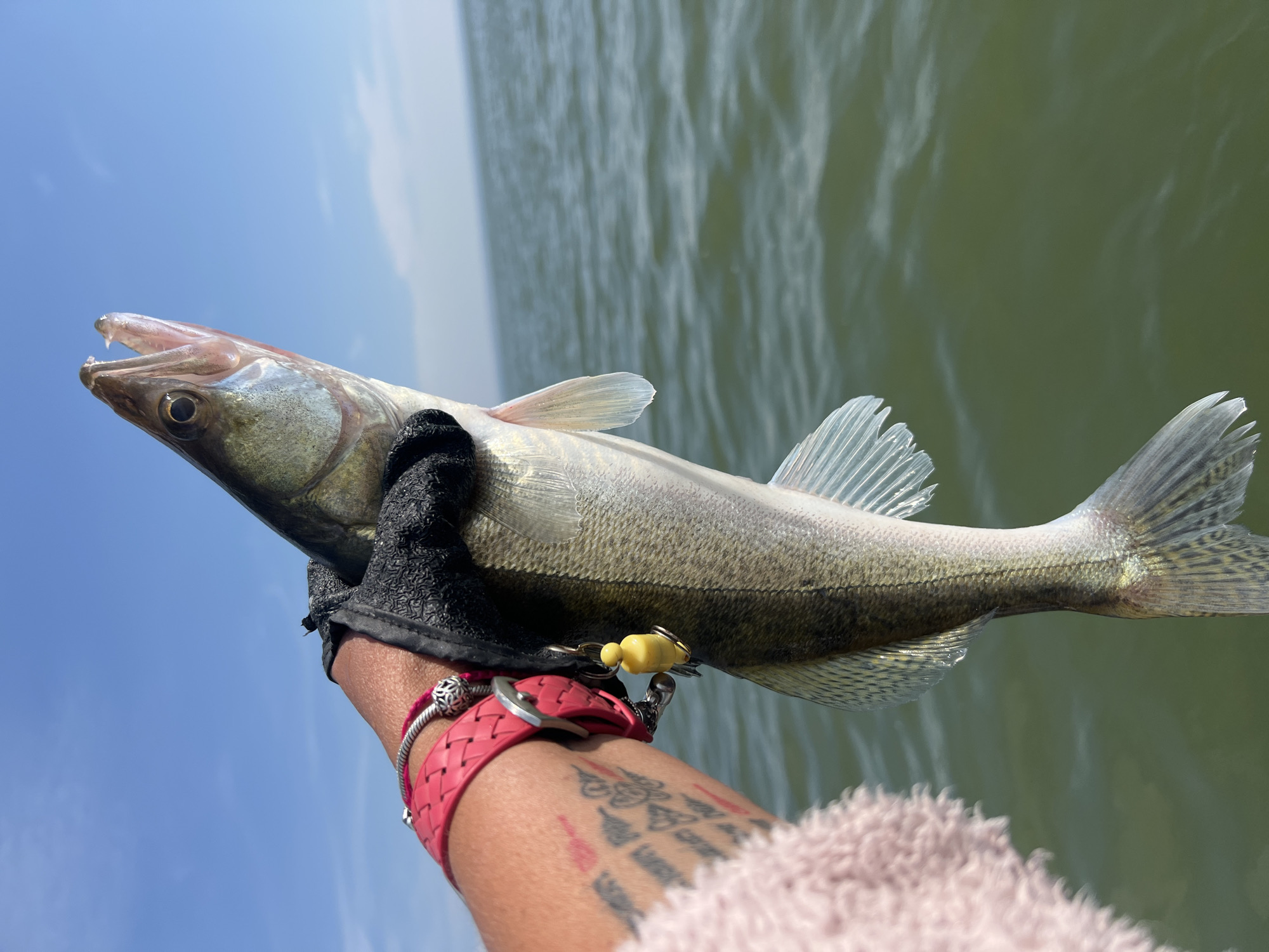 A person's left arm, adorned with a pink bracelet, multiple silver bracelets, and tattoos, is holding a freshly caught fish. The fish, a walleye, is held vertically, its mouth open, revealing sharp teeth. The fish is suspended above murky green water, with a clear blue sky and a distant horizon visible. A fuzzy pink garment is visible on the left side of the frame, obscuring part of the arm. A small yellow charm hangs from the glove on the person's hand. The scene suggests an outdoor activity, likely fishing, taking place on a body of water. The location is not specified as Borovoe, Russia.