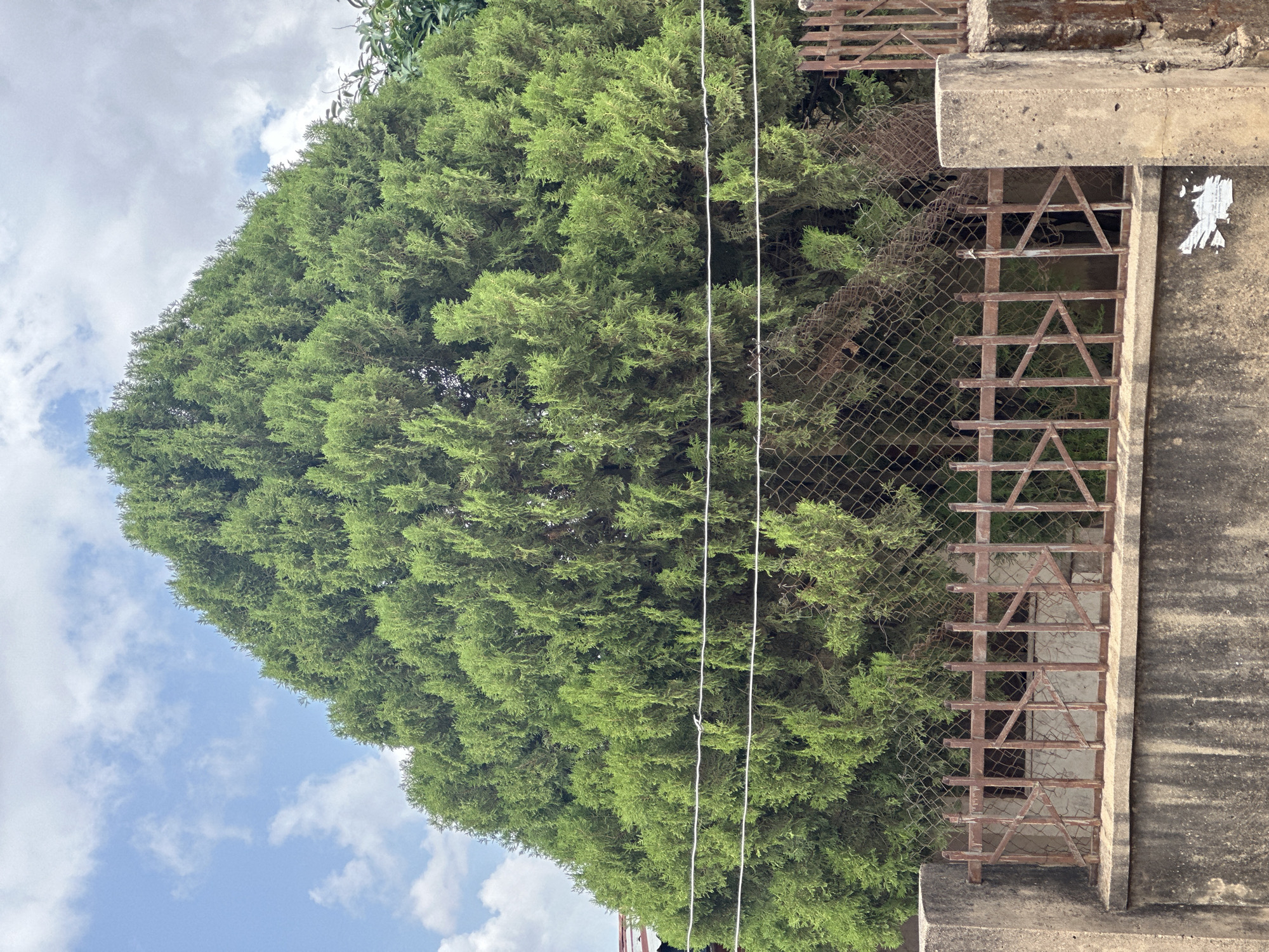 A large, conical evergreen tree dominates the frame, its dense green foliage reaching towards a partly cloudy sky. A rustic metal fence, weathered and showing signs of rust, runs horizontally across the lower portion of the image. This fence is supported by concrete posts, one on the left and another visible on the right. Behind the metal fence, a chain-link fence is partially visible, further obscured by the thick branches of the tree. The ground appears to be uneven and possibly neglected. The scene is static, with no discernible activity or movement. The overall impression is one of an overgrown, somewhat aged outdoor space within an urban setting, though the specific location is unknown.