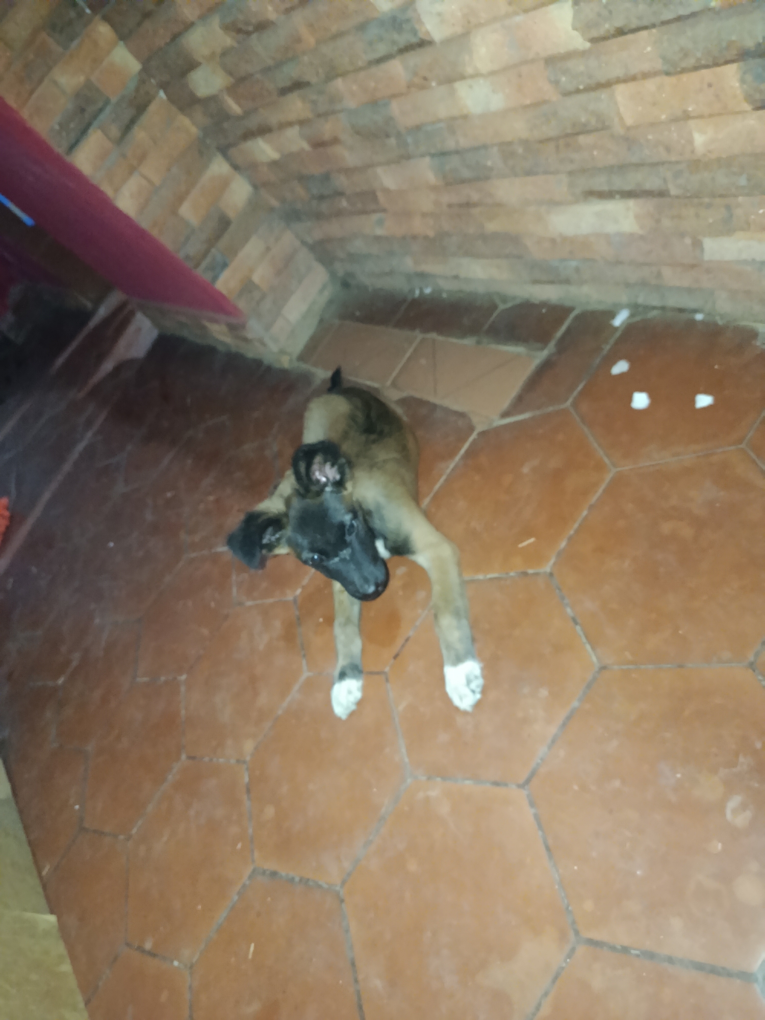 A high-angle shot inside a building in Juan Griego, Venezuela. A young dog with dark fur on its head and a tan body stands on an orange-brown hexagonal tiled floor. Its front paws are white. In the background, a brick wall curves overhead. A red object is visible on the left side of the image, partially obscured. There are small white objects scattered on the floor.