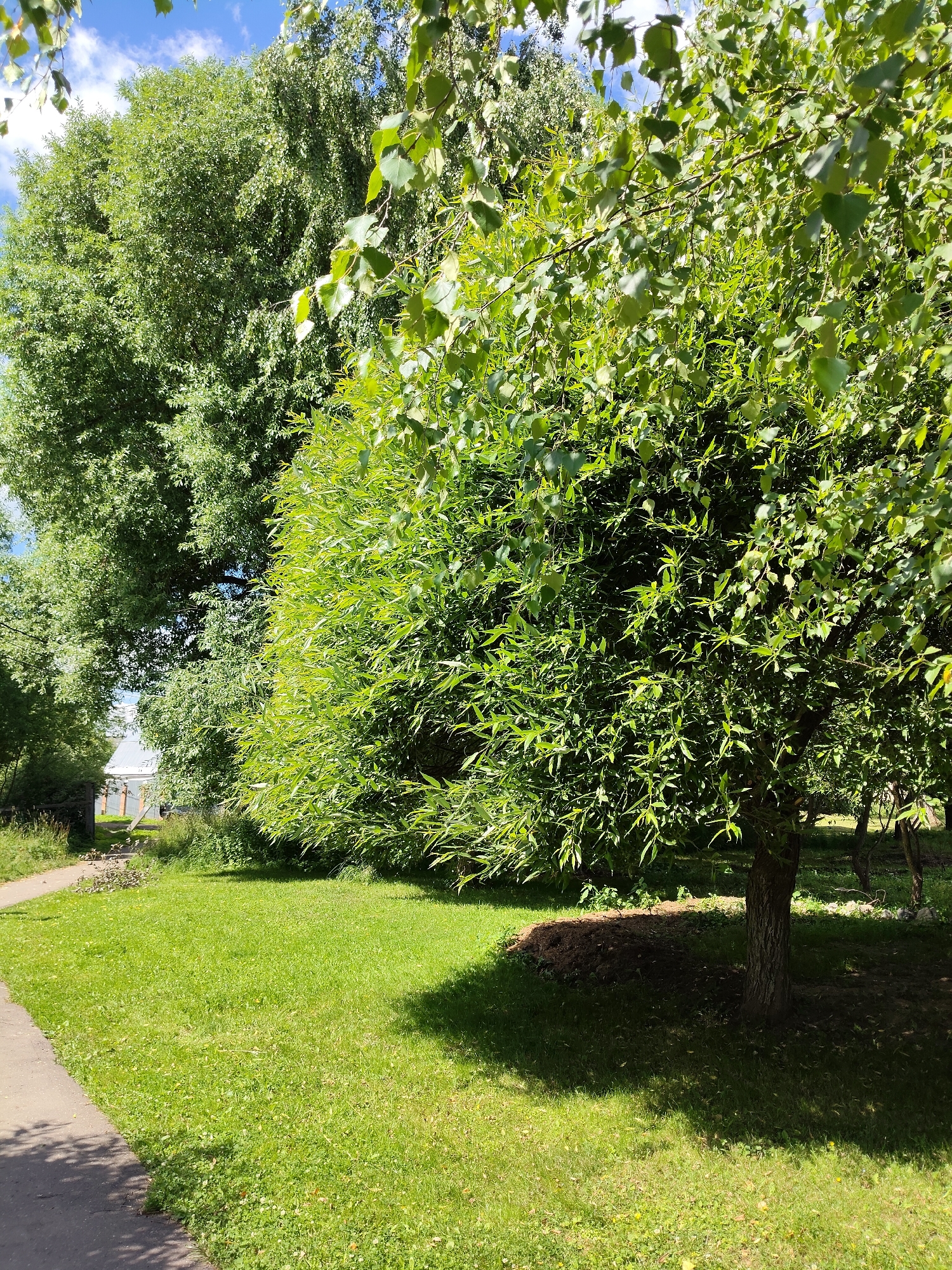 The image depicts a sunny day in a park-like area within the city of Venyukovo, Russia. A paved pathway curves through a well-maintained grassy lawn, casting a shadow from a large, leafy tree in the foreground. The tree, with its thick trunk and spreading branches covered in vibrant green leaves, dominates the right side of the frame. Behind it, another large tree with denser foliage is visible, creating a layered effect. In the background, a glimpse of a building with a white roof and fence can be seen through the trees, suggesting a residential or public area. The sky is blue with scattered white clouds. There are no people visible in the scene. The overall impression is one of a peaceful, natural environment within an urban setting.
