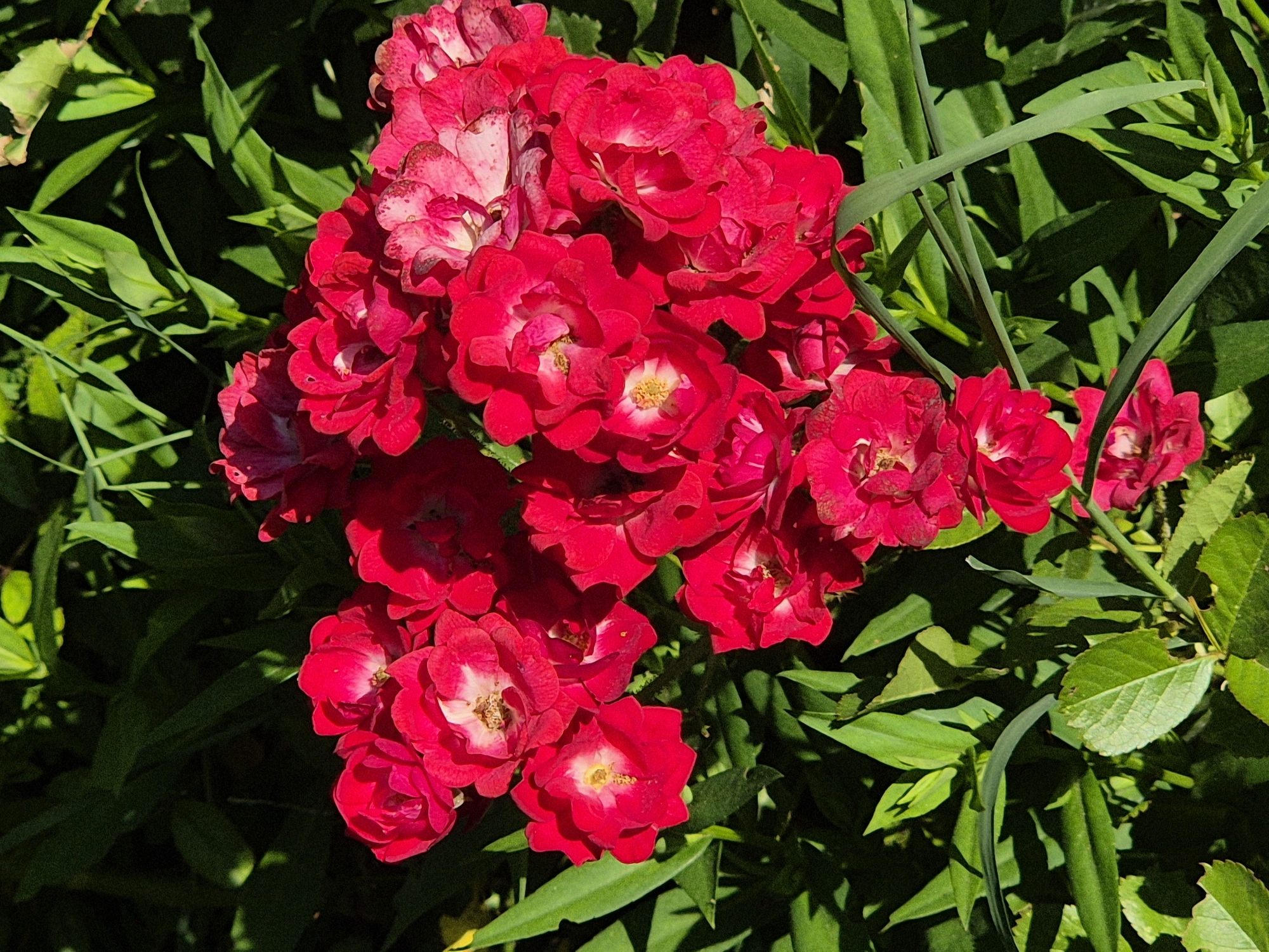 A close-up, high-angle shot shows a cluster of vibrant red roses against a dark, out-of-focus background of green foliage. The roses, some fully bloomed and others partially open, exhibit delicate petals and some show hints of white and pink. The sun casts dappled shadows, creating a high-contrast scene. The image appears to be taken outdoors in a garden setting.