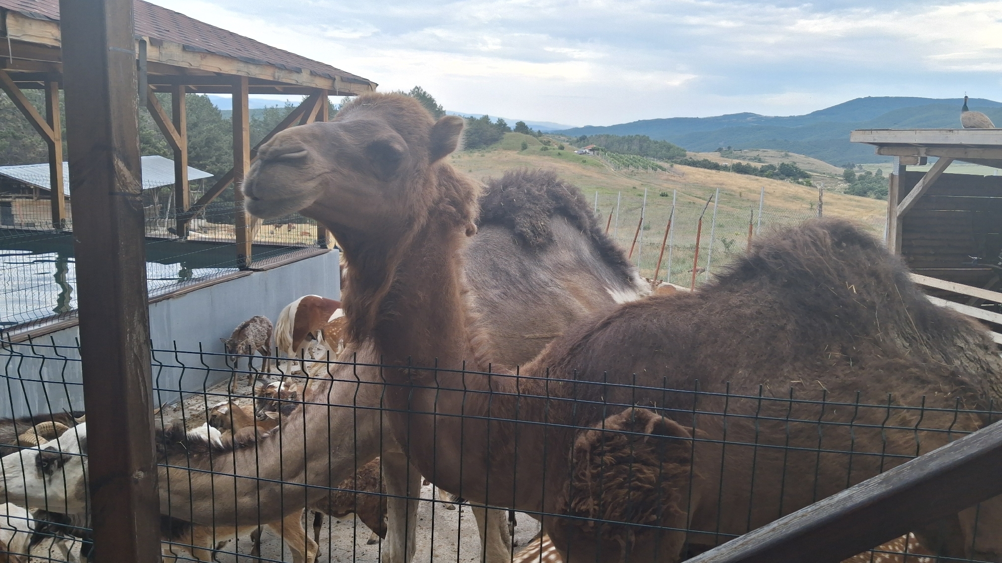 This image, taken at the Hadzhidimovo Zoo in Hadzhidimovo, Bulgaria, features two camels behind a black metal fence. The camel on the left is closer to the viewer and has its head turned to the left, appearing to be looking down. Its fur is a light brown color. The camel on the right is larger and further back, with its back and hump visible. Its fur is darker brown. In the background, several goats are visible within an enclosure, some of which are white and brown. The enclosure has a concrete wall and is partially covered by a wooden structure with a brown roof. Beyond the enclosure, a hilly landscape with dry grass and scattered trees is visible under a cloudy sky. Further in the distance, more rolling hills and mountains can be seen. A goose is perched on the roof of a wooden structure on the right side of the image.