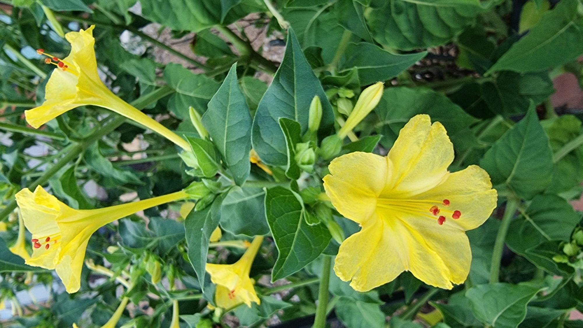 In Sant Joan les Fonts, Spain, this image captures a close-up view of several yellow four o'clock flowers in bloom. The flowers are characterized by their trumpet-shaped petals and vibrant yellow hue. In the center of each flower, bright red stamens are visible. The plants are lush with green leaves and some unopened buds, suggesting a healthy garden or natural setting. The background is slightly blurred, hinting at an outdoor environment with natural light. No people are present in the image, and the focus is entirely on the botanical subjects.
