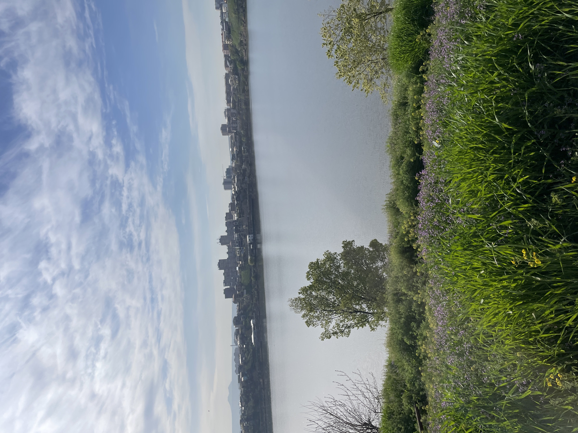 The image captures a wide, serene river landscape under a bright, partly cloudy sky. The scene is likely oriented with the sky at the top, the river in the middle, and lush green vegetation on the right bank, with an urban skyline on the distant left bank.
The right side and foreground of the image are dominated by a vibrant, green bank covered in tall grass and dotted with small purple and yellow wildflowers, suggesting spring or early summer. A prominent, mature deciduous tree with light green leaves stands on this bank, partially obscuring the water. Another smaller tree with bare branches is visible closer to the viewer, hinting at early spring foliage or a distinct species.
The river itself occupies the central part of the frame. Its surface appears calm and grey-blue, subtly reflecting the sky above. On the distant left bank, a continuous stretch of urban development is visible. Numerous buildings, varying in height and density, form a city skyline along the water's edge. The distant structures appear somewhat hazy.
The sky is a clear blue, adorned with soft, wispy white clouds that suggest fair weather. The bright natural light indicates it is daytime, likely mid-morning or early afternoon. There are no people or specific activities taking place, creating a peaceful, observational view. No text is visible in the image. Given the location context, this scene is likely a riverside view in Yerevan, Armenia, possibly along the Hrazdan River.