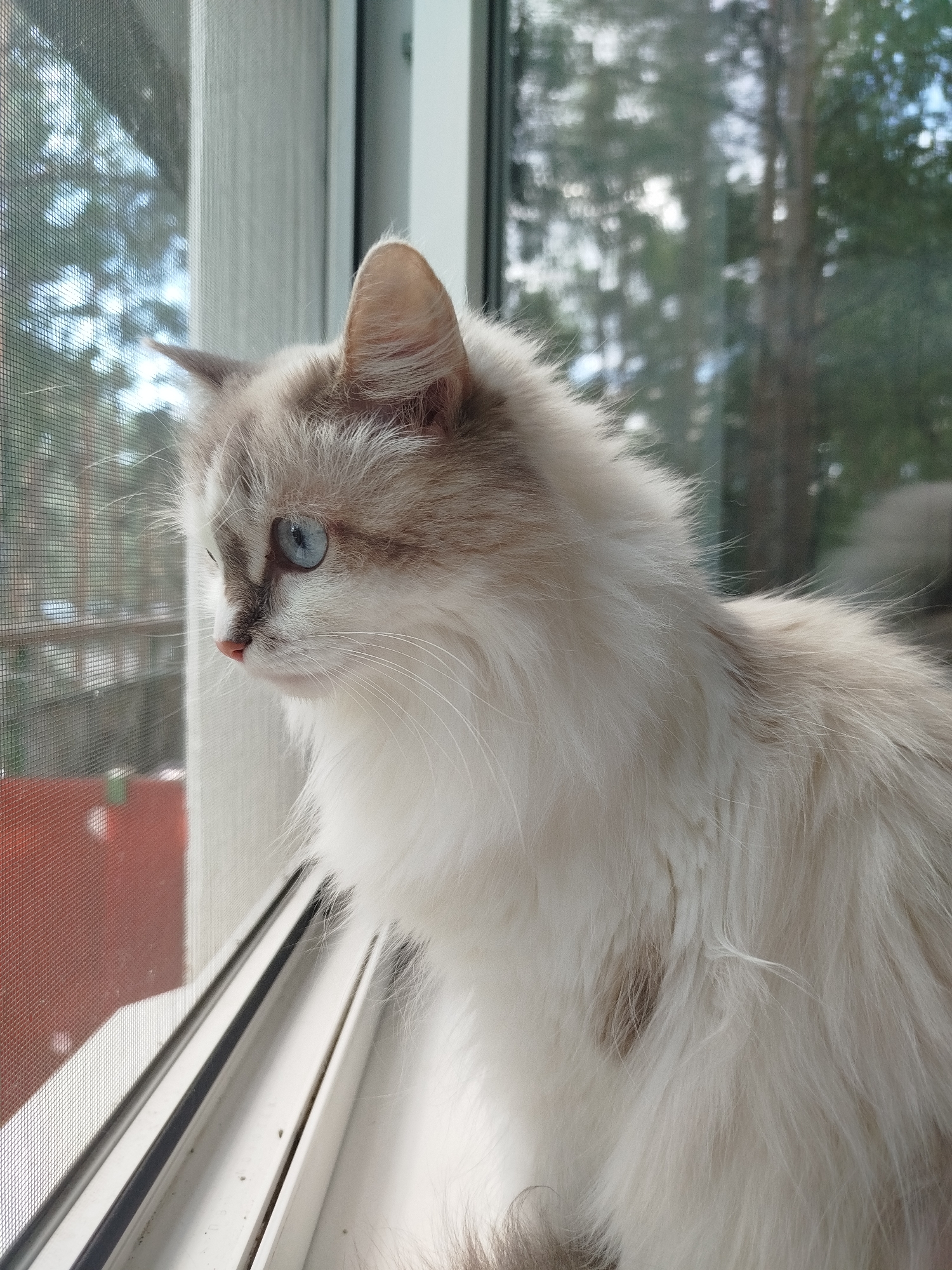 An adult long-haired cat with light cream fur and brown markings sits on a windowsill, looking out a window with a screen. The cat has piercing blue eyes, a pink nose, and long white whiskers. The background shows trees and sky visible through the window. The windowsill is white and appears to be part of a sliding window frame. The scene takes place indoors, in an unknown location.