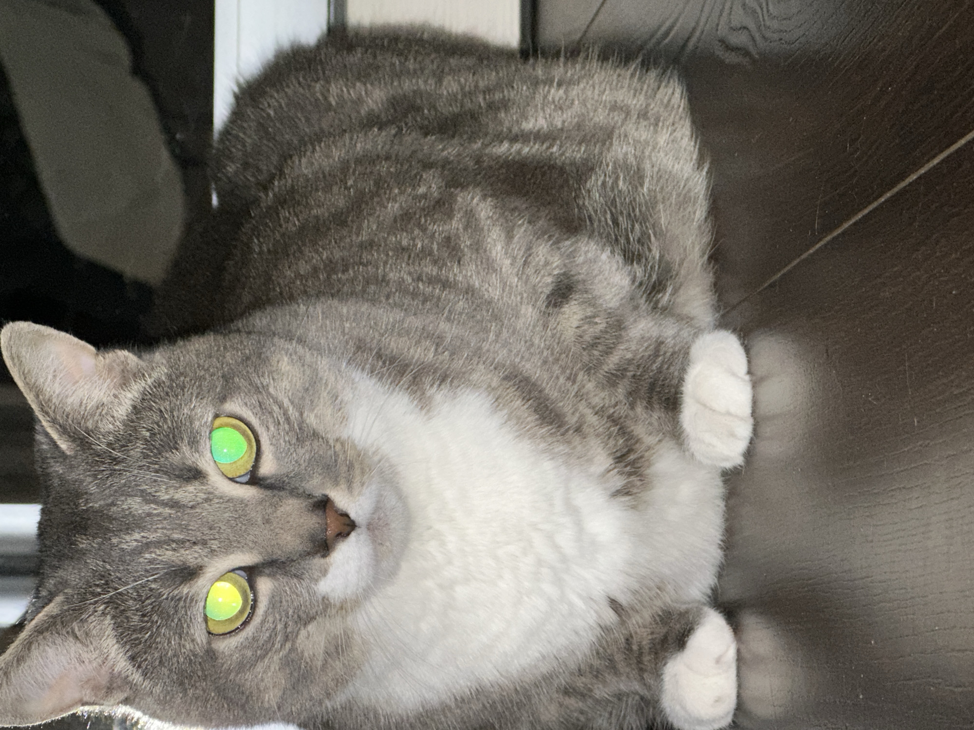 A close-up, eye-level shot shows a gray tabby cat sitting on a dark wooden floor. The cat's fur is a mix of light and dark gray stripes, with a white chest and paws. Its eyes are a striking green and yellow due to what appears to be a light reflection. The background is dark and out of focus, making the cat the sole subject of the image. The lighting is bright on the cat's face and gradually fades towards the back.