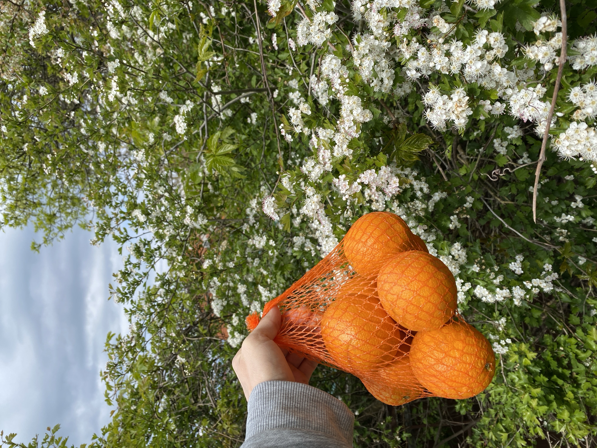 A hand holding a net bag of oranges is positioned against a backdrop of flowering trees. The oranges are bright orange and have a textured surface. The hand is wearing a grey long-sleeved shirt. The trees behind the oranges are in full bloom with small, white flowers. The leaves are green. The sky is visible in the top left corner, with grey clouds. The location is implied to be Gelendzhik, Russia, but there is no explicit information in the image to confirm this.
