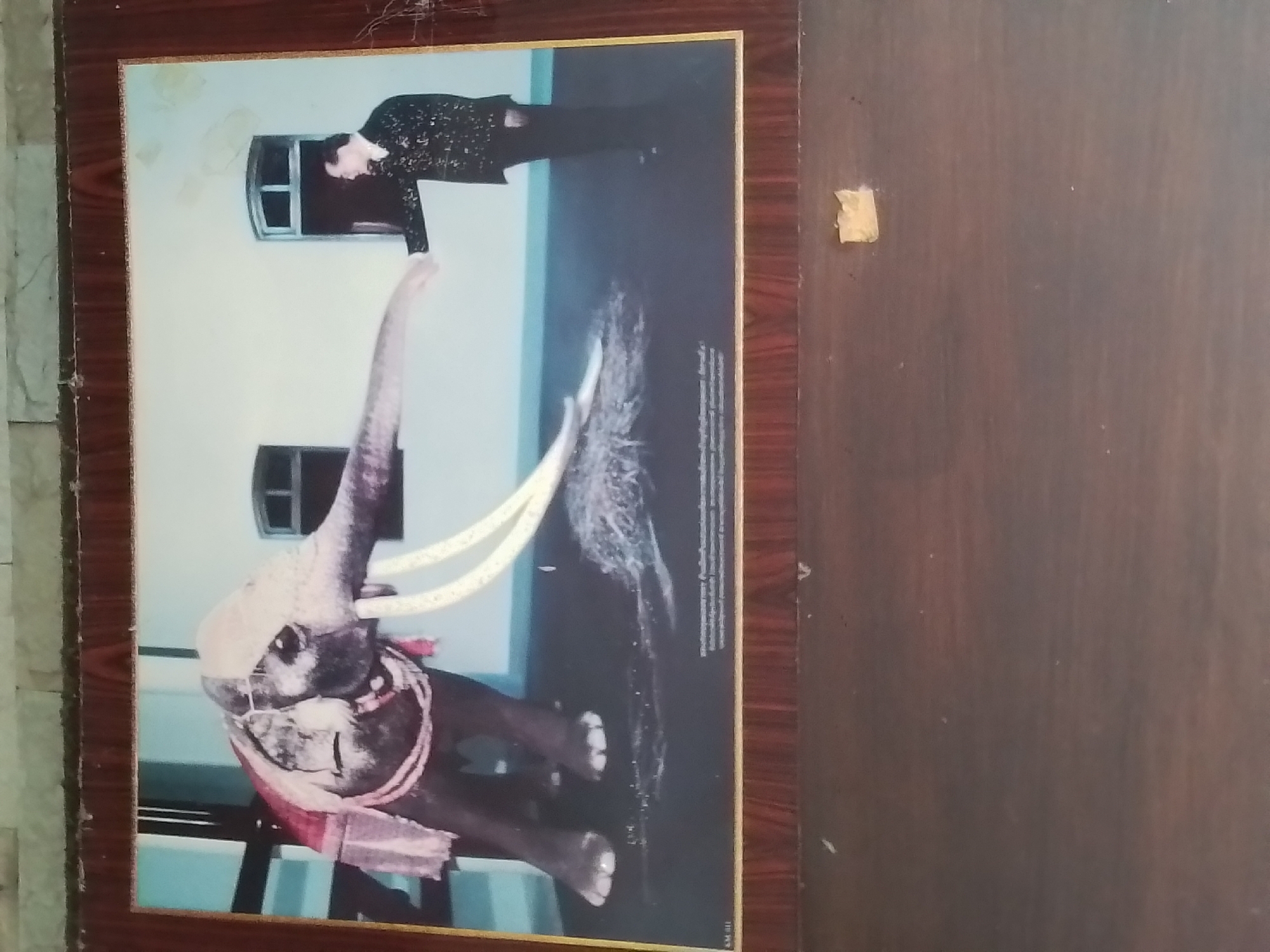 The image shows a framed picture leaning against a dark wooden panel, possibly a door or wall. The framed picture depicts an elephant, dressed in ceremonial garb, with a long, raised trunk. Above the elephant, in what appears to be a window, is a person. The setting seems surreal, with the person in the window potentially interacting with the elephant's trunk. The background of the picture is a light blue/white gradient with some text visible in the lower right corner. The location is unknown.