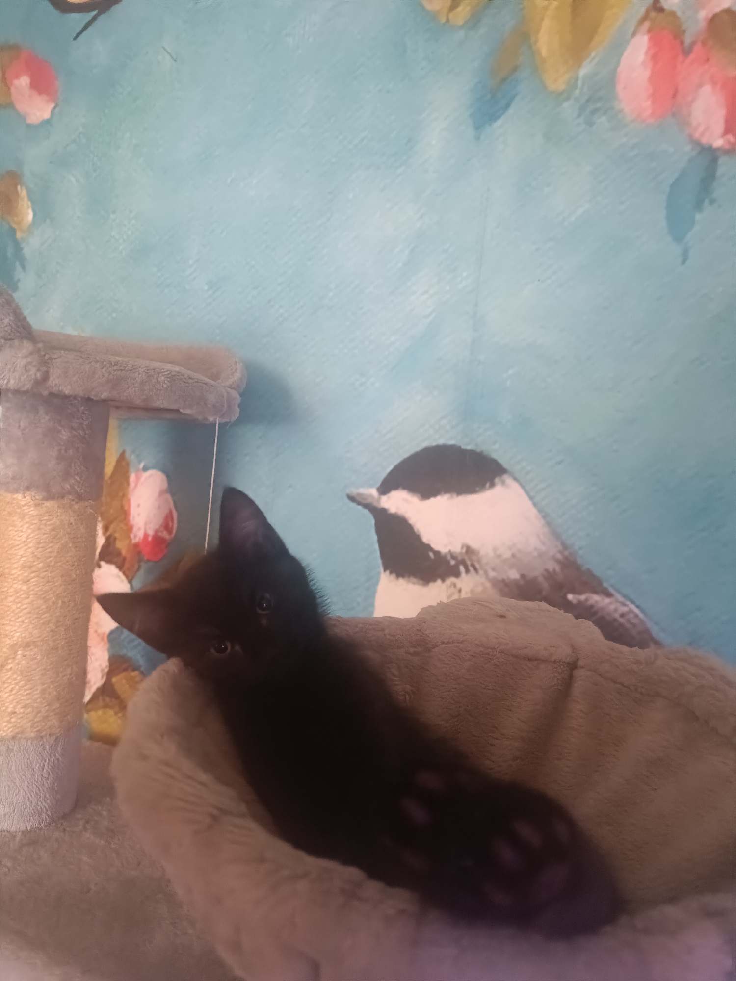 A black kitten is resting in a fluffy, light brown bed that is part of a cat tree. The cat tree is situated near a wall with a light blue, textured background featuring a painting of birds and flowers. To the right of the kitten, a cutout of a bird is visible against the patterned wall. The kitten's body is mostly obscured by the bed, but its head, eyes, and a paw with visible toe pads are clearly visible. The overall scene suggests an indoor domestic setting.