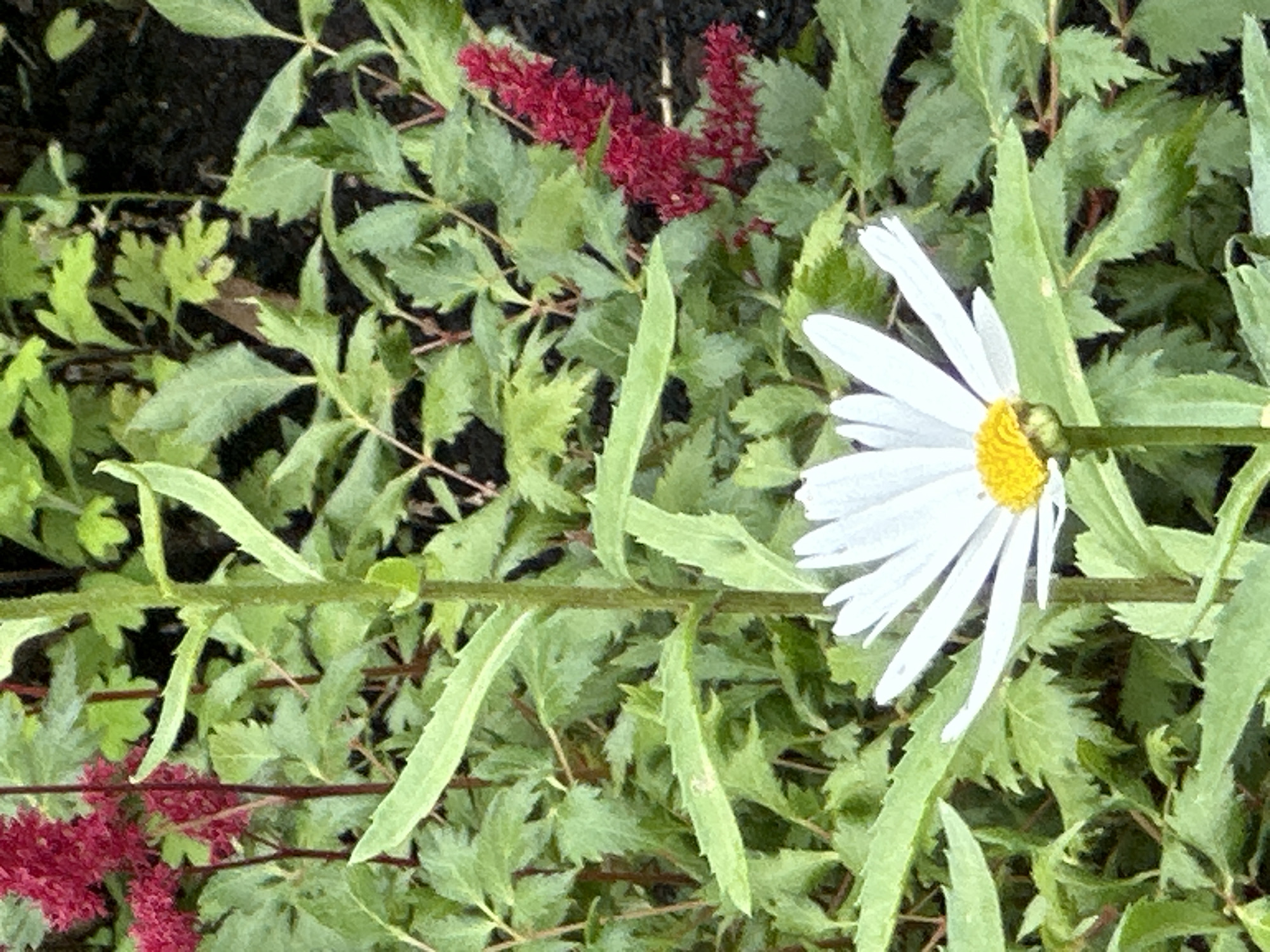 A close-up, eye-level, vertical shot features a white daisy with a yellow center, its petals slightly unfurled, positioned in the foreground. The daisy is surrounded by lush green foliage and feathery red astilbe flowers. The background is a blur of dark soil and more greenery, suggesting a garden setting. There are no people, animals, or signs of human activity. The scene appears to be a naturalistic outdoor environment, likely a garden within the city of Podolsk, Russia.