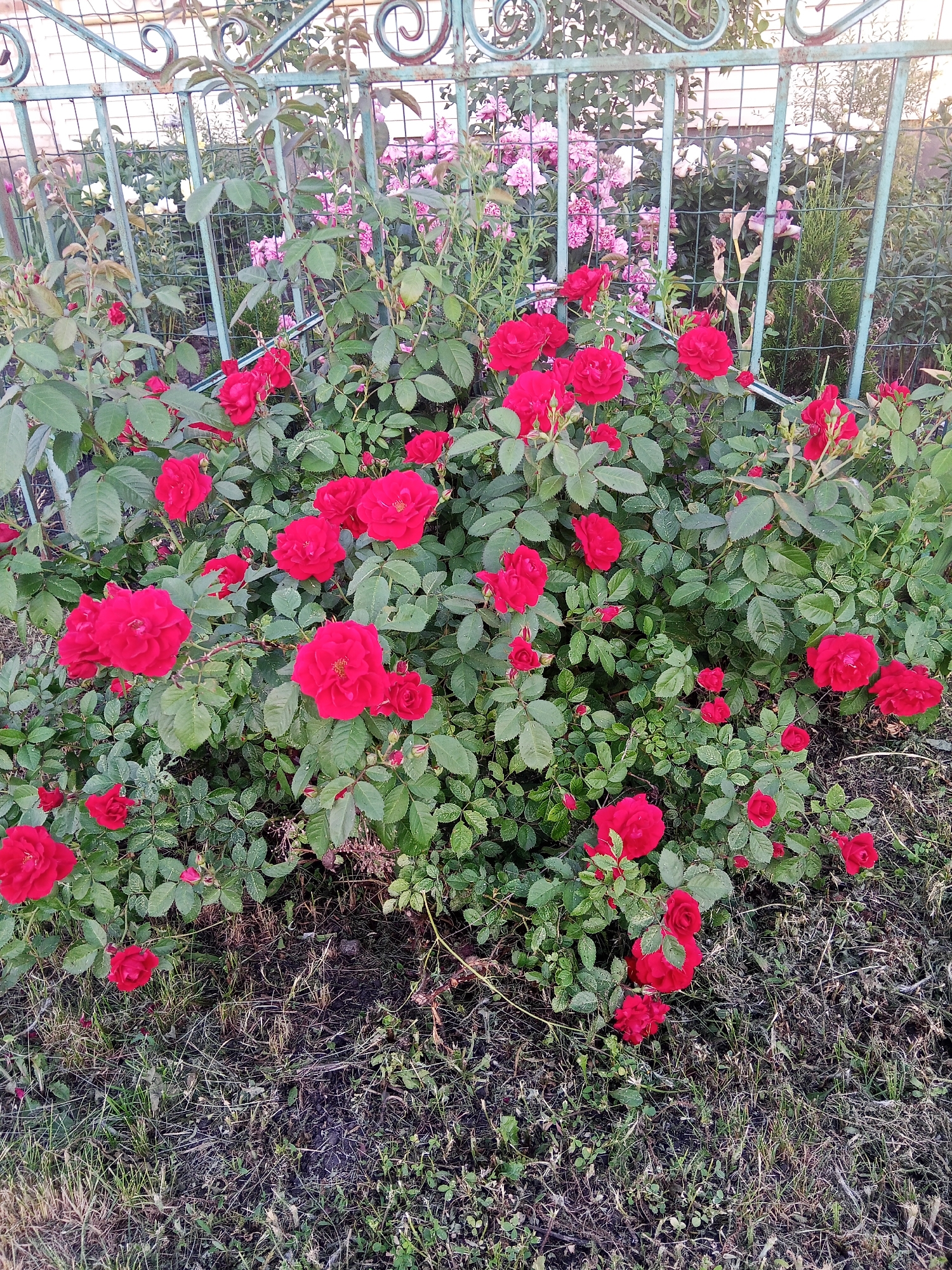 A bush of red roses is in full bloom in front of a green metal fence in Panino, Russia. The fence is ornate with scrollwork at the top and has a diamond pattern in the lower section. Behind the rose bush, other flowering plants with pink and white blooms are visible, as well as green foliage. The ground in front of the bush is covered with grass and dry leaves, with patches of bare soil. The lighting suggests it is daytime, likely late afternoon or early evening, as evidenced by the soft light and subtle shadows. There are no people or animals present in the image.