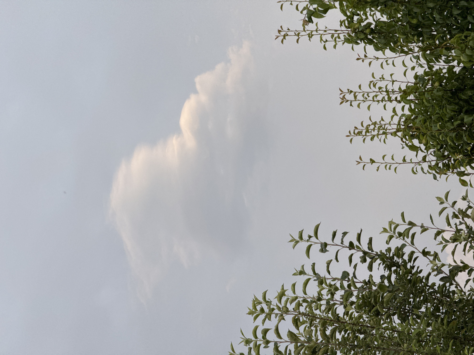 The image shows a portion of a cloudy sky above trees with green foliage. The sky is a pale blue-gray, with a large, puffy white cloud in the upper center. The trees are in the foreground, with their branches and leaves filling the bottom half of the image. The image does not provide any information about the location in Mikhaylovsk, Russia.