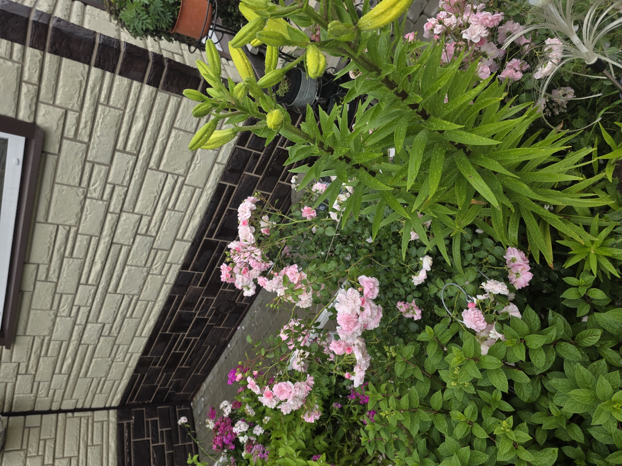 In the city of Проводник, Russia, a close-up, eye-level, outdoor shot captures a section of a building's exterior and a vibrant garden. The building features a contrasting facade; the upper portion is clad in light beige, textured rectangular panels, while the lower section is adorned with dark brown, brick-like tiles. A horizontal window with a brown frame sits centrally on the upper wall.
The garden, directly in front of the building, is a lush display of various plants. Dominating the foreground and mid-ground are clusters of delicate pink roses, their petals slightly unfurled. Interspersed with the roses are vibrant green leafy plants, some with small buds. To the right, a tall plant with long, pointed green leaves and multiple yellow flower buds, possibly lilies, stands prominently, its leaves glistening with water droplets. A few smaller pink and white flowers, along with some purple blooms, are scattered throughout the garden. In the background, a terracotta pot containing a green plant is visible on a black metal stand. The ground is paved with interlocking grey bricks. The overall scene suggests a well-maintained garden space adjacent to a residential or commercial building.