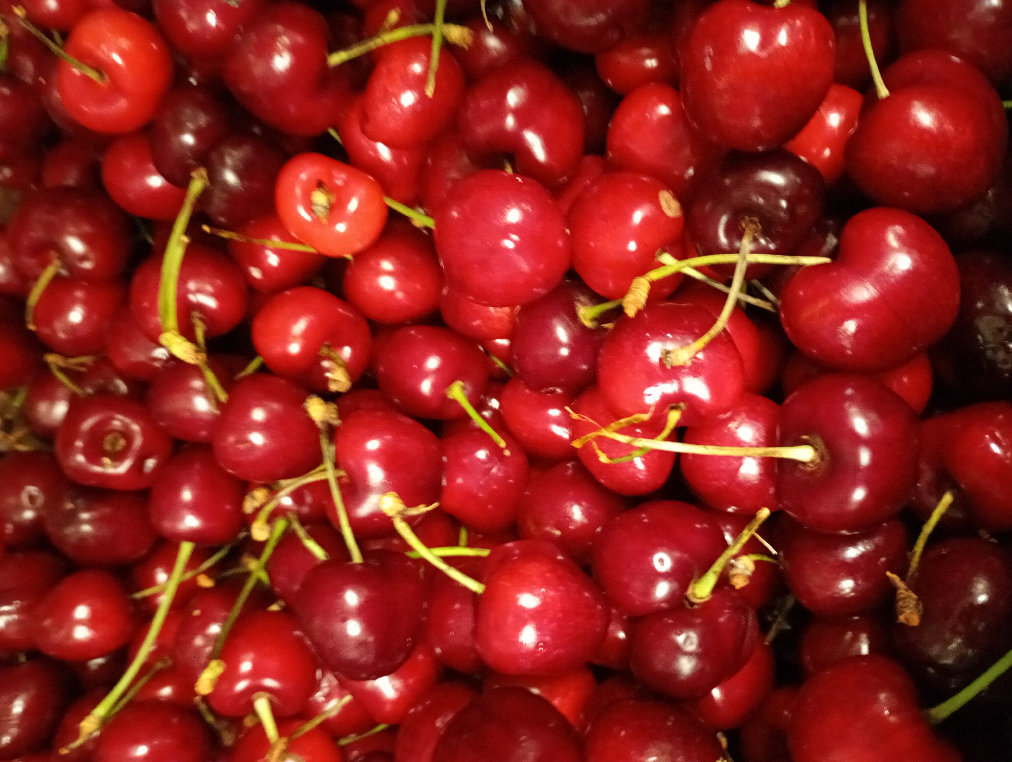 The image displays a close-up, overhead view of a large quantity of fresh cherries, completely filling the frame. The subjects are numerous ripe cherries, predominantly vibrant red, with some exhibiting a deeper, darker red, almost burgundy, hue. Many of the cherries are still attached to their slender, bright green stems, which are visible weaving through the pile.
The scene suggests a bountiful collection, possibly a harvest or a market display of fresh fruit. No specific activity is taking place, nor are any people visible. The cherries appear plump and glossy, reflecting light, indicating their freshness. A notable detail is a cherry visible towards the right side of the frame that appears to be cut open, revealing its interior and a small, brown pit area.
The time of day and weather conditions are not discernible from the image. There are no visible location cues within the image itself, though the context provided indicates Kabile, Bulgaria. No text is visible in the media file.