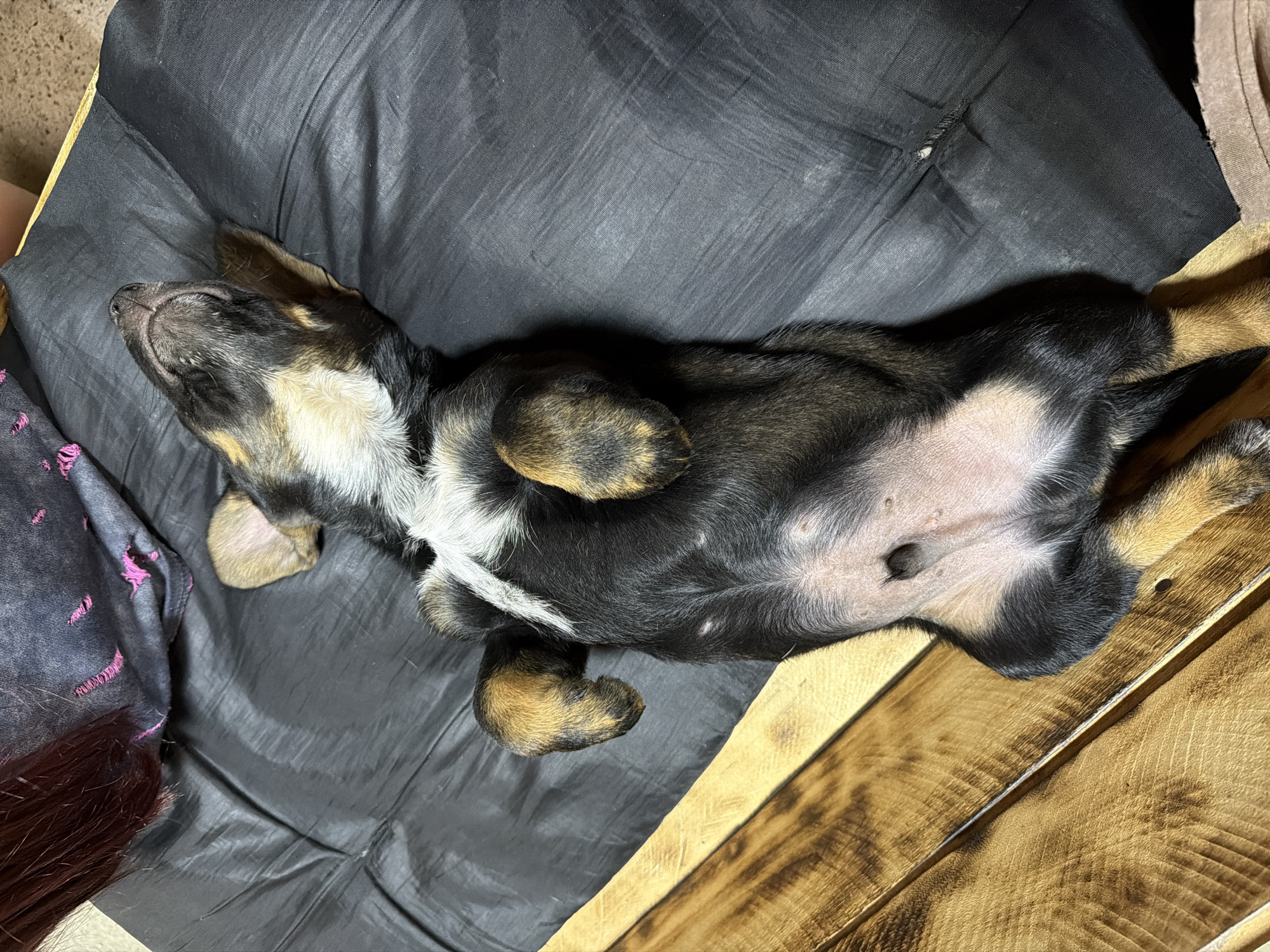 A puppy is sleeping on its back on a black surface next to a wooden surface. The puppy is a tricolor breed with black, tan, and white markings. Its eyes are closed, and its mouth is slightly open. The wooden surface is made of planks and appears to be part of a bed frame. A person's dark-colored hair is visible in the upper left corner of the image, suggesting they are near the puppy. The scene is indoors, with artificial lighting. The location of Tuapse, Russia is not depicted in this image.