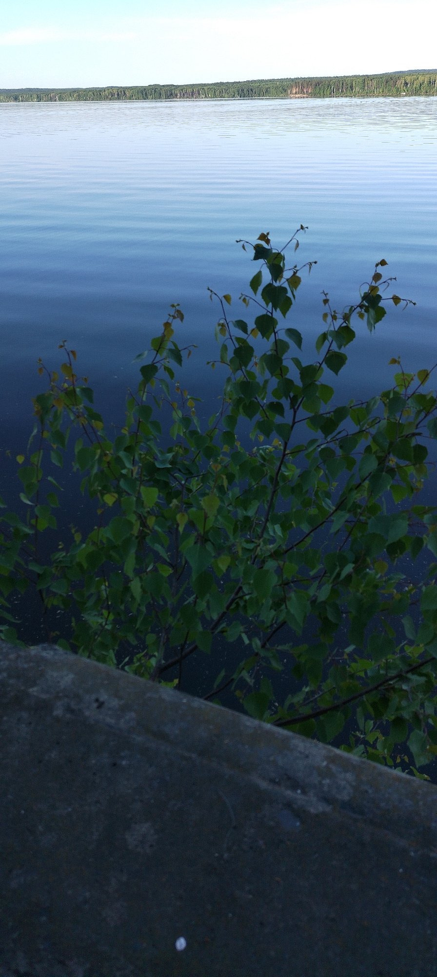 The image shows a body of water, likely a lake or wide river, with trees lining the distant shore. In the foreground, branches with green leaves are partially obscuring the view. The bottom portion of the image shows a dark gray concrete structure, possibly a wall or embankment. The scene appears to be taken at dusk or in low light conditions. The location is Chaikovsky, Russia.