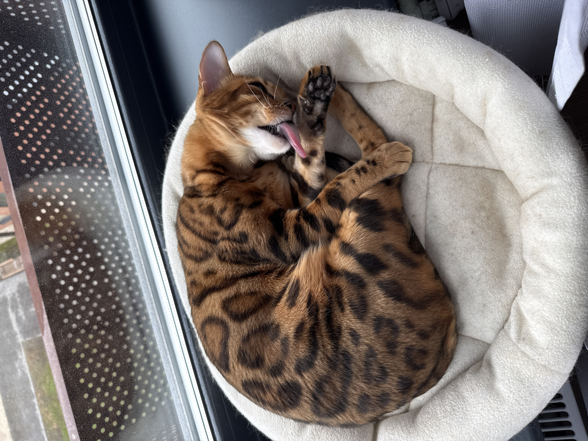 An overhead shot captures a strikingly patterned Bengal cat grooming itself while comfortably nestled in a round, cream-colored pet bed. The cat, with its distinctive rosetted and striped fur, is curled up, actively licking its raised front paw with its pink tongue extended. The bed is positioned beside a large window, allowing bright natural light to illuminate the scene, suggesting daytime. Through the window, an external dark perforated screen or grate is prominently visible, along with subtle hints of an urban outdoor environment, including pavement and a patch of greenery, indicative of a city setting like Moscow, Russia. The window frame itself casts a shadow across the interior. No people are present, and the cat appears relaxed and engrossed in its self-care. There is no visible text in the image.