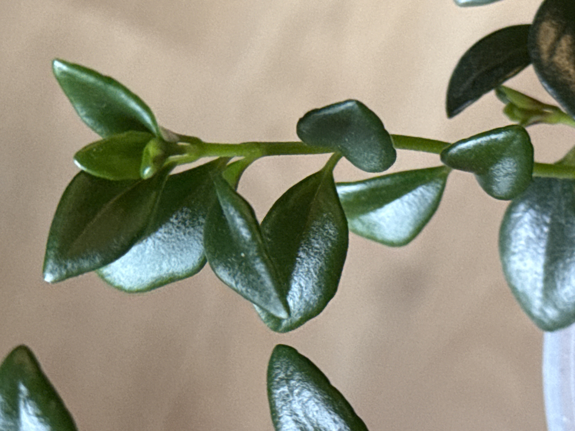 A close-up, eye-level, indoor shot captures a vibrant green plant. The plant's stem is upright, adorned with glossy, dark green leaves that vary in size and shape. Some leaves are broad and oval, while others are smaller and heart-shaped. The background is a soft, out-of-focus beige, suggesting a neutral environment. The lighting appears to be soft and diffused, highlighting the plant's rich color and textured leaves. No people are visible in the image.