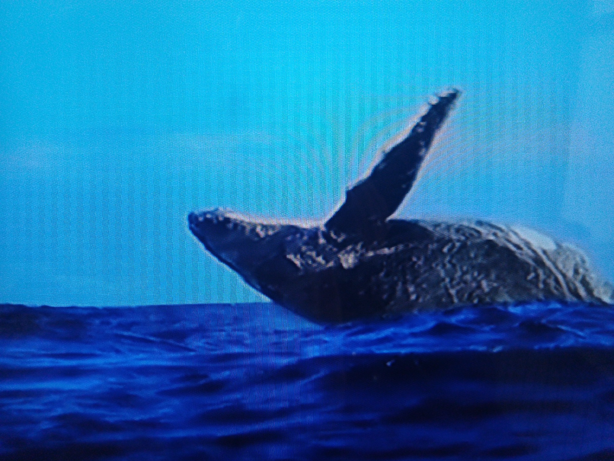 An aerial view of a whale breaching the surface of the dark blue ocean. The whale is mostly submerged, with its body curving upwards and its fluke raised out of the water. The water is choppy, with white foam visible on the waves. The sky is a clear, bright blue. The image is a photograph, and the resolution is somewhat grainy. There are no people or man-made objects visible in the image. The location in the city of Dushanbe, Tajikistan, is not applicable to this image.