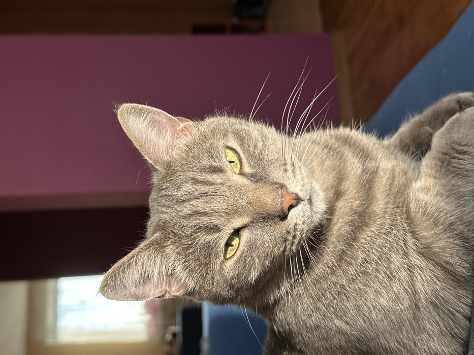 A grey tabby cat with short fur and distinctive dark stripes is centrally positioned, facing directly towards the viewer. Its yellow-green eyes are slightly narrowed under direct, bright illumination, possibly sunlight, which highlights its fur and whiskers. The cat's nose is a light pinkish-brown, and its long white whiskers fan out from its muzzle. Its ears are erect and pointed. The cat appears to be resting on a dark blue surface, with its front paws partially visible.
In the background, to the left, an out-of-focus bright window is visible, indicating an indoor setting. To the right and behind the cat, a prominent wall of a dark plum or purple color is present, partially lit. Below this wall, a segment of light brown wooden flooring is visible. The scene is an interior, likely a residential room. The image itself provides no visual identifiers to confirm the specific geographic location of Krasnoyarsk, Russia.