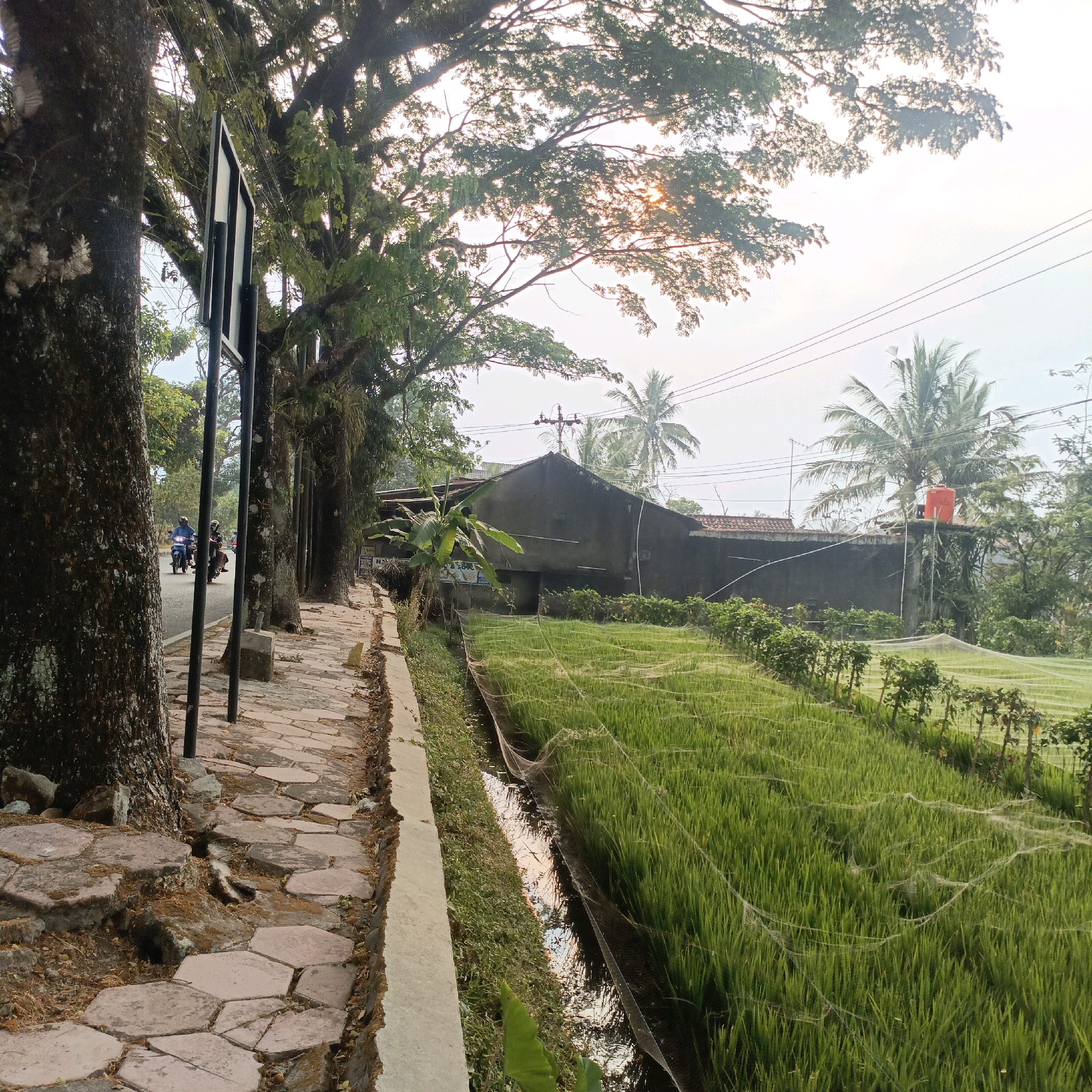 The image depicts a tranquil scene in Salatiga, Indonesia, likely during the early morning or late afternoon, given the soft sunlight filtering through the trees. On the left, a paved walkway with hexagonal stones lines the edge of a road where two motorcycles are visible, one with two riders, suggesting local transport. Tall, mature trees with thick trunks, adorned with moss and lichen, create a canopy overhead, dappling the path with light and shadow. A metal signpost stands prominently near the trees.
To the right of the walkway, a narrow concrete drainage channel separates it from a lush green rice paddy. The paddy, meticulously cultivated, is covered with a fine netting, likely to protect the crops from pests or birds. In the background, a low, dark-colored building with a tiled roof is partially obscured by banana trees and other vegetation. A bright orange water tank sits atop the building. Palm trees and other tropical foliage are scattered throughout the landscape, contributing to the rural ambiance of the scene. The sky is a pale, hazy blue, indicating a clear day. The overall impression is one of peaceful coexistence between nature and human activity in a semirural setting.