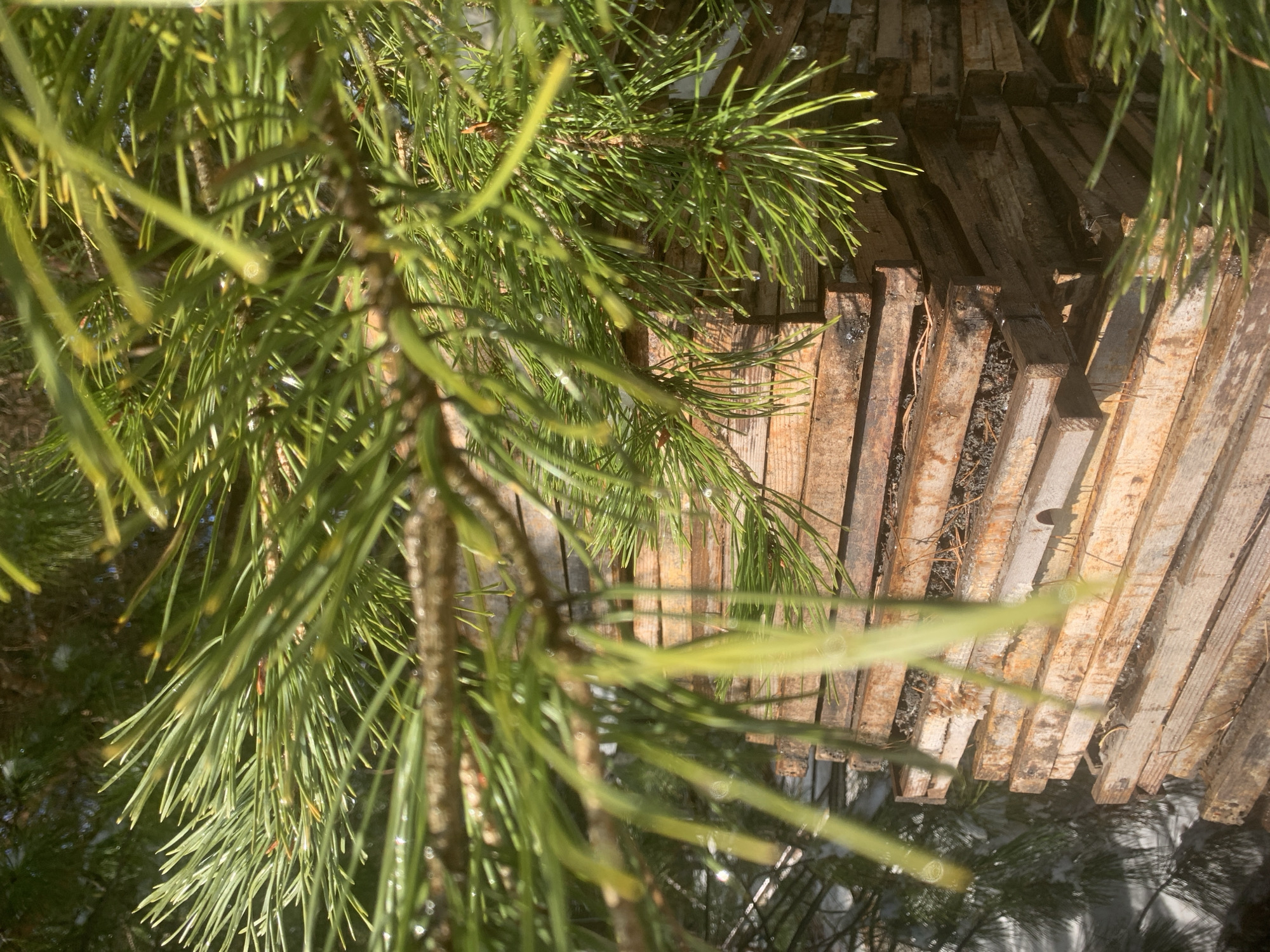 A pine branch with needles hangs in the foreground, partially obscuring a stack of wooden planks in the background. The planks appear weathered and are arranged in a parallel formation, separated by gaps exposing debris underneath. The scene is outdoors with dappled light, possibly in Staraya Sal'ya, Russia.