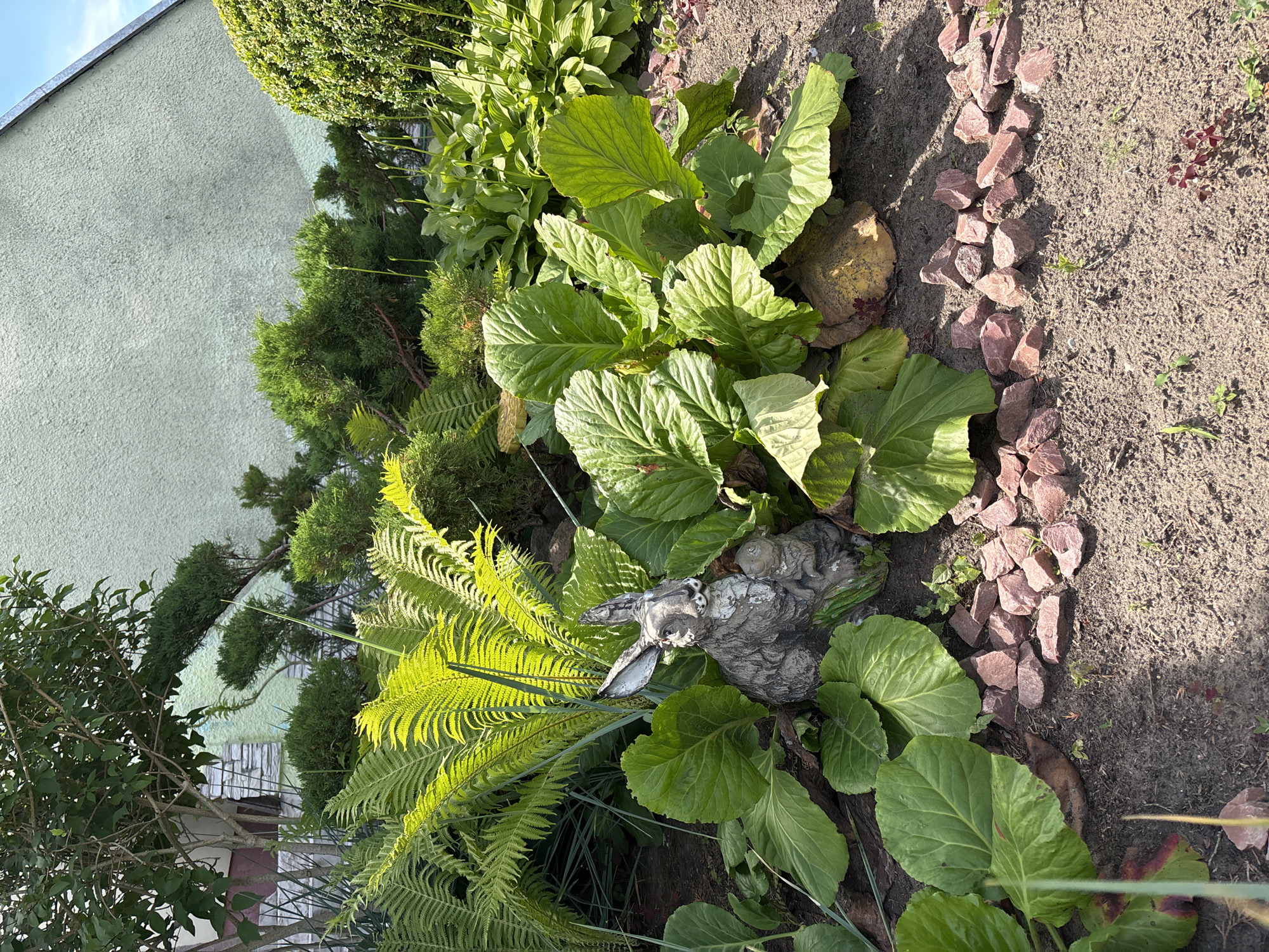 The image depicts a section of a garden in Parechcha, Belarus. The scene is dominated by lush green foliage, including large-leafed plants, ferns, and coniferous shrubs. A decorative stone rabbit figure is nestled amongst the plants, adding a whimsical touch. The ground is covered with soil and accented by a border of reddish-pink stones.
In the background, a light green textured wall of a building is visible, suggesting a residential setting. The angle of the sun indicates it is daytime, likely late afternoon or early evening, given the long shadows cast by the plants. The weather appears to be clear and sunny, contributing to the vibrant green of the vegetation.
The overall impression is one of a well-maintained garden, possibly a backyard or a public green space, designed for aesthetic appeal and relaxation. There is no visible text in the image.