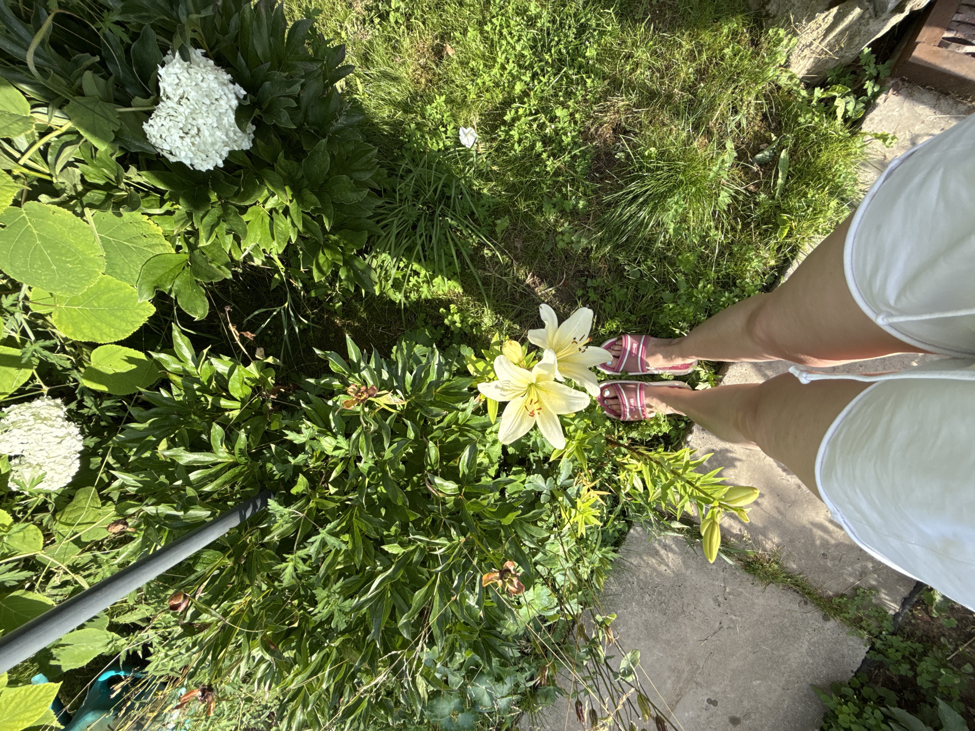 A person wearing pink flip-flops and white shorts stands in a garden in Bor, Russia. The person is positioned in the center of the frame, with their legs extending towards the bottom. Two white lilies are in bloom in front of them. The garden features lush green foliage, including large leaves and tall grasses. In the background, a white hydrangea bloom is visible. A gray pole is positioned to the left of the frame, and a concrete pathway runs along the left side. The ground is covered in green grass and scattered leaves. Sunlight streams down, casting shadows across the scene.
