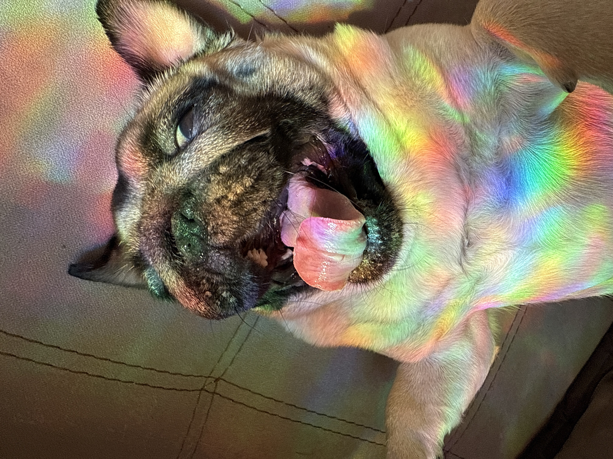 A pug dog lies on its back on a dark, likely upholstered, surface in an indoor setting. The dog's head is at the left of the frame, and its body extends toward the right, with its tongue protruding from its open mouth. A spectrum of rainbow light patterns illuminates the dog and parts of the surrounding surface. The location is unknown.