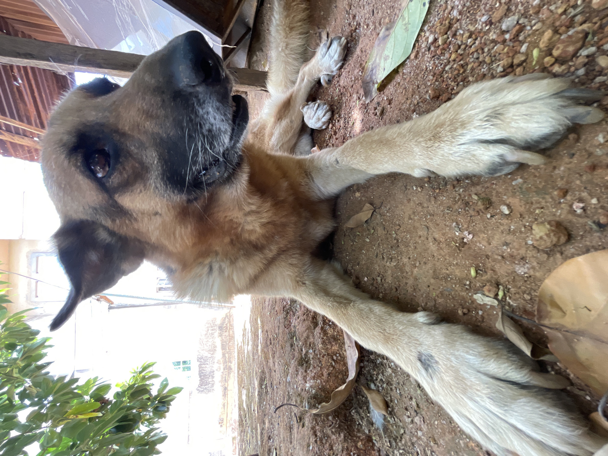 The image depicts a medium-sized, brown and black dog lying on a reddish-brown dirt surface with scattered pebbles and leaves. The dog is positioned close to the camera, with its head tilted upwards. In the background, there is a partially visible building and green foliage. The location is Jos, Nigeria.
