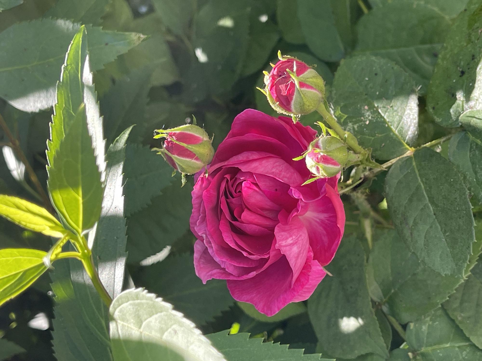 A close-up, outdoor shot captures a vibrant pink rose in full bloom, surrounded by lush green foliage. The rose is the central subject, with its intricate petals unfurling in soft curves. To the right of the main bloom, three rosebuds are visible, their pink tips peeking through their green sepals, hinting at future blossoms. The leaves are a deep green, with some catching the sunlight, creating bright highlights. The scene is likely from a garden or park in Zelenogradsk, Russia, given the context.