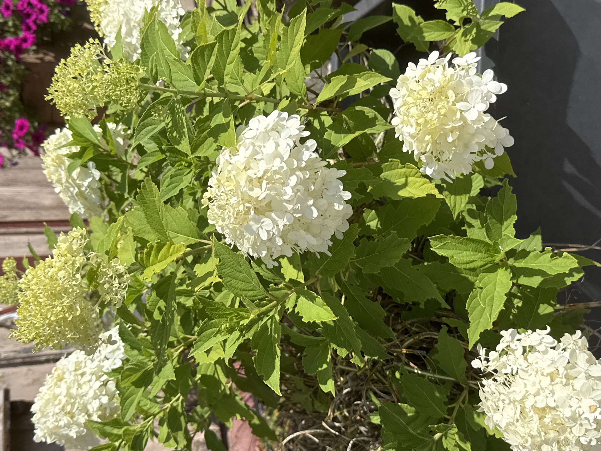 In Walkenried, Germany, an image captures a close-up view of a flowering hydrangea bush. The plant features numerous clusters of white and pale green flowers, some in full bloom and others still developing. Lush green leaves surround the blossoms. The background is blurred, but suggests an outdoor setting with a wooden fence and possibly other plants with pink flowers. The lighting indicates it is daytime, with sunlight casting shadows on the leaves and flowers. The image focuses on the natural beauty of the plant.