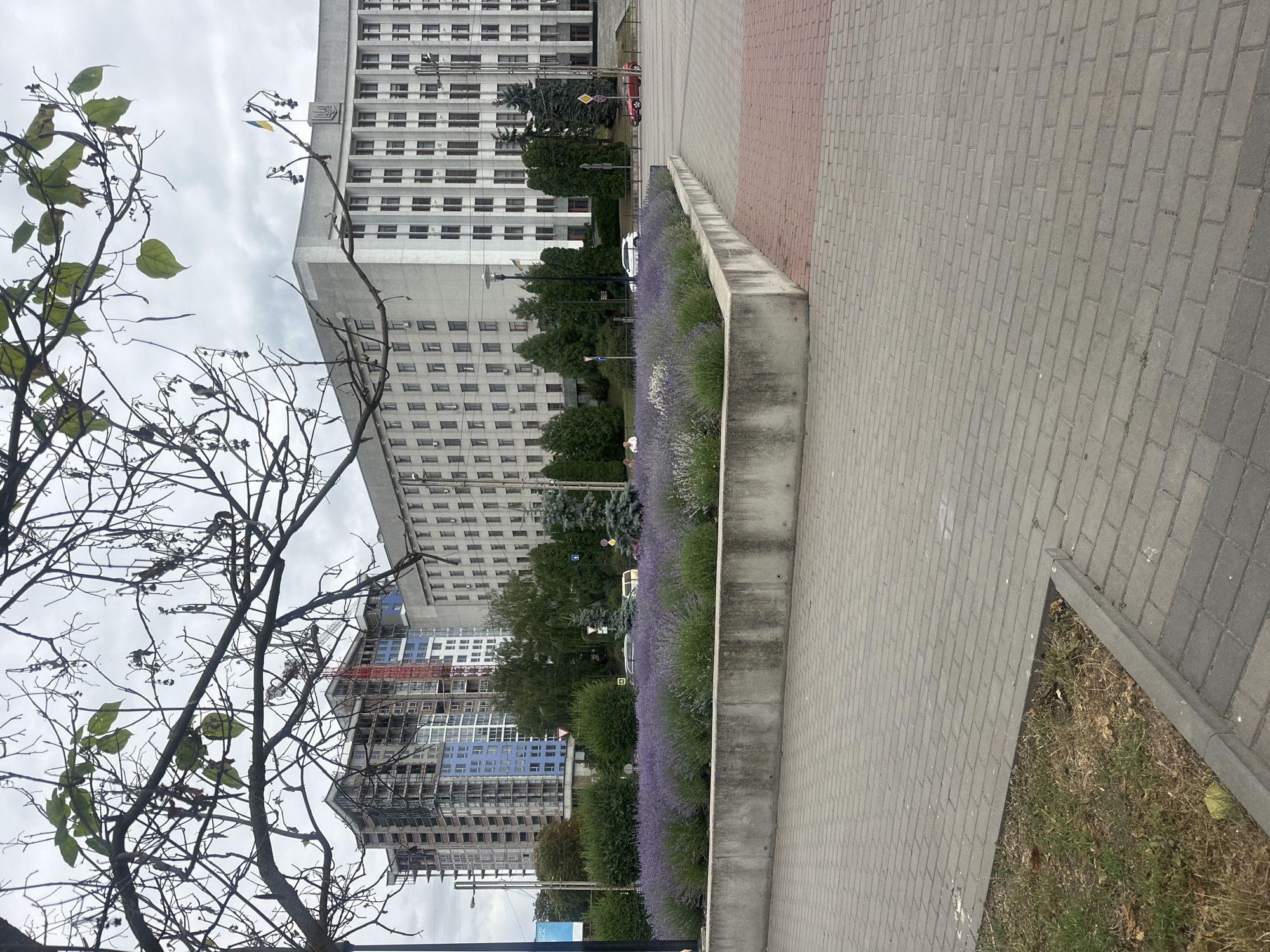 The image shows a view of the Ternopil Regional State Administration building in Ternopil, Ukraine, on an overcast day. In the foreground, a paved walkway is visible, with a raised flowerbed filled with lavender and other low-lying plants. Behind the flowerbed, the large, grey, multi-story Ternopil Regional State Administration building dominates the background, featuring numerous windows and a Ukrainian flag flying from its roof. To the left of the administration building, a modern multi-story building under construction is partially visible, with scaffolding and a red crane. Several vehicles, including cars and a red scooter, are present on the street in front of the administration building. Trees and bushes are scattered around the scene, with a bare tree branch in the upper left corner of the frame. The sky is cloudy, suggesting a diffused light.