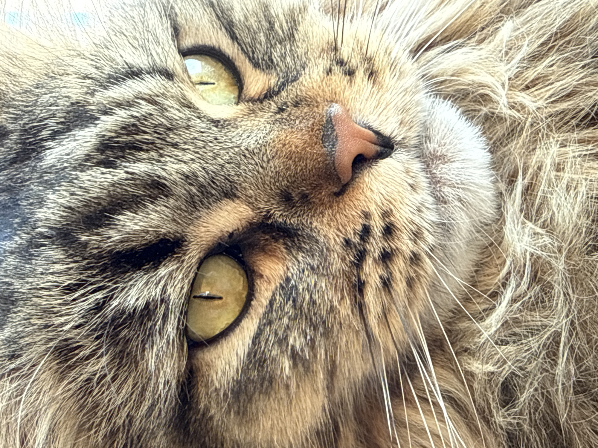 A close-up shot shows the face of a tabby cat. The cat's eyes are yellowish-green, and its nose is pink. The fur is a mix of brown, tan, and black stripes. Long white whiskers extend from the cat's face. The location is unknown.