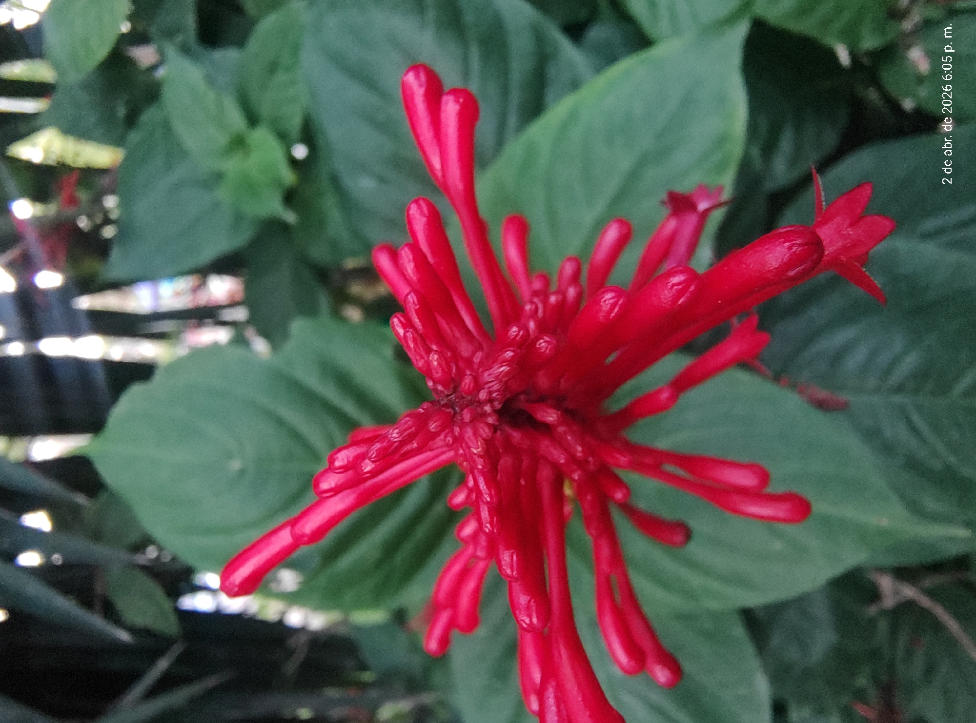 The image shows a close-up of a red fire spike flower (Odontonema strictum) in bloom, with several green leaves in the background. The flower is the central subject, displaying numerous elongated, tubular red petals clustered together. The surrounding leaves are large and oval-shaped, providing a backdrop to the vibrant red flower.
The image includes the date "2 de abr. de 2026 6:05 p. m." in the upper right corner. The location, Villa Domínico, Argentina, can be inferred from the presence of the date in the Spanish format and given the context of the request. The image primarily captures botanical elements with no evidence of people, specific actions, or interactions.