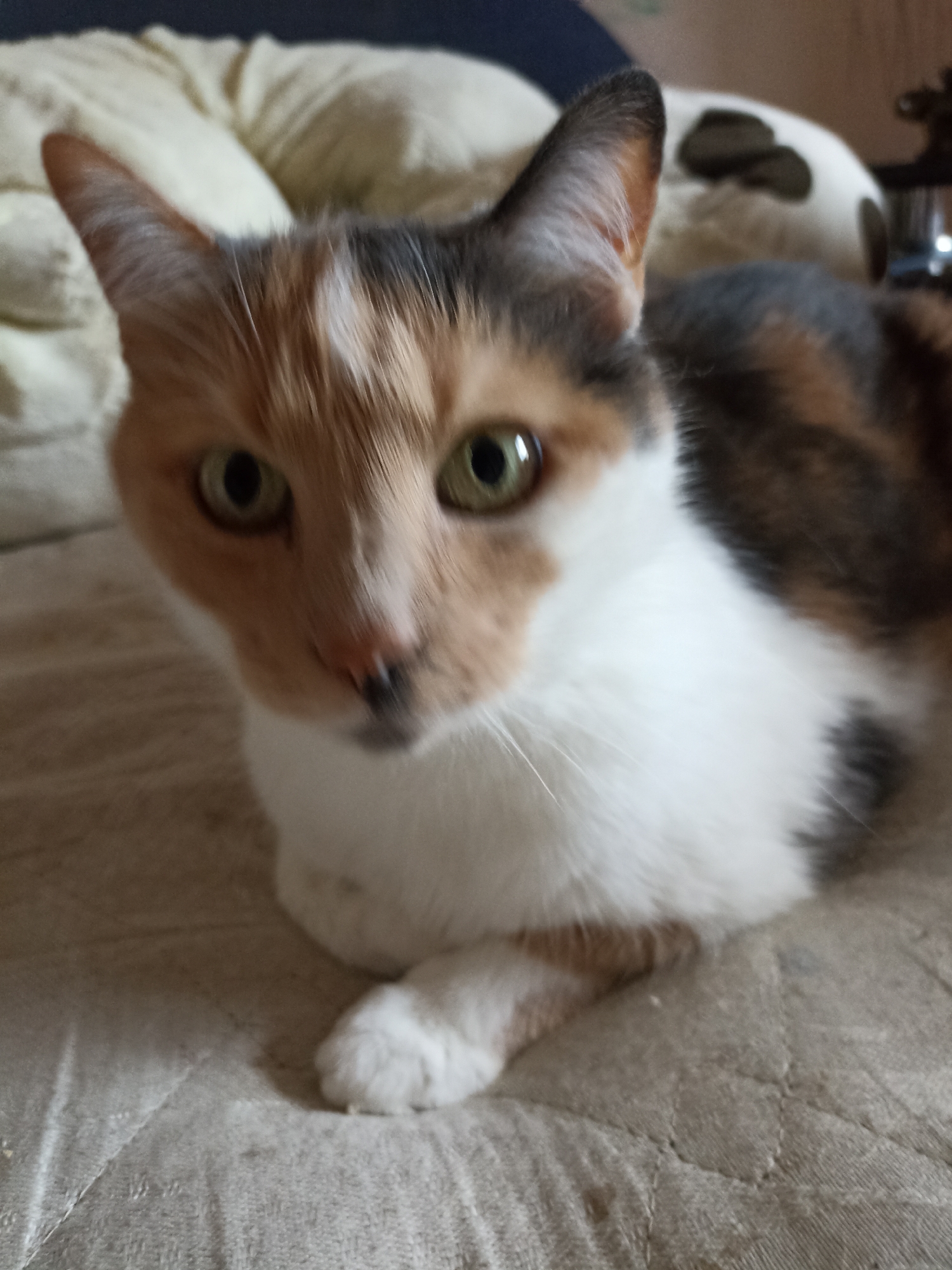 A domestic calico cat, predominantly white on its chest and lower face, with patches of ginger/orange, black/dark brown, and gray fur on its head, back, and sides, is positioned on a light beige quilted fabric surface, likely upholstery. The cat is facing directly forward, with its body angled slightly to the viewer's right. Its front right paw is visible and tucked beneath its body. Both eyes, which are green with black pupils, are open and directed towards the viewer. The cat's nose is a light pinkish-orange, and its mouth/chin area displays a small dark patch resembling a mustache. The fur around the nose and mouth appears slightly blurred. In the blurred background, a light-colored, possibly tufted or cushioned object is visible above and behind the cat's head, with a dark area above it. To the right, behind the cat's ear, another blurred white object with dark, irregularly shaped markings is partially visible.
