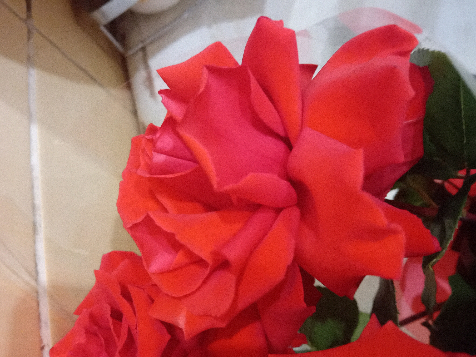 A close-up photograph captures several vibrant red roses, their petals intricately layered and unfurling. The focus is primarily on the blossoms, with some dark green leaves visible in the background. The background is blurred and appears to be an indoor setting with a light-colored wall and a cream-colored surface. No people or animals are present in the image. The lighting is soft, highlighting the velvety texture of the rose petals. The composition is tight, filling the frame with the floral subject. The image does not provide any specific contextual information that would allow for identification of a location within Chuhuiv, Ukraine.