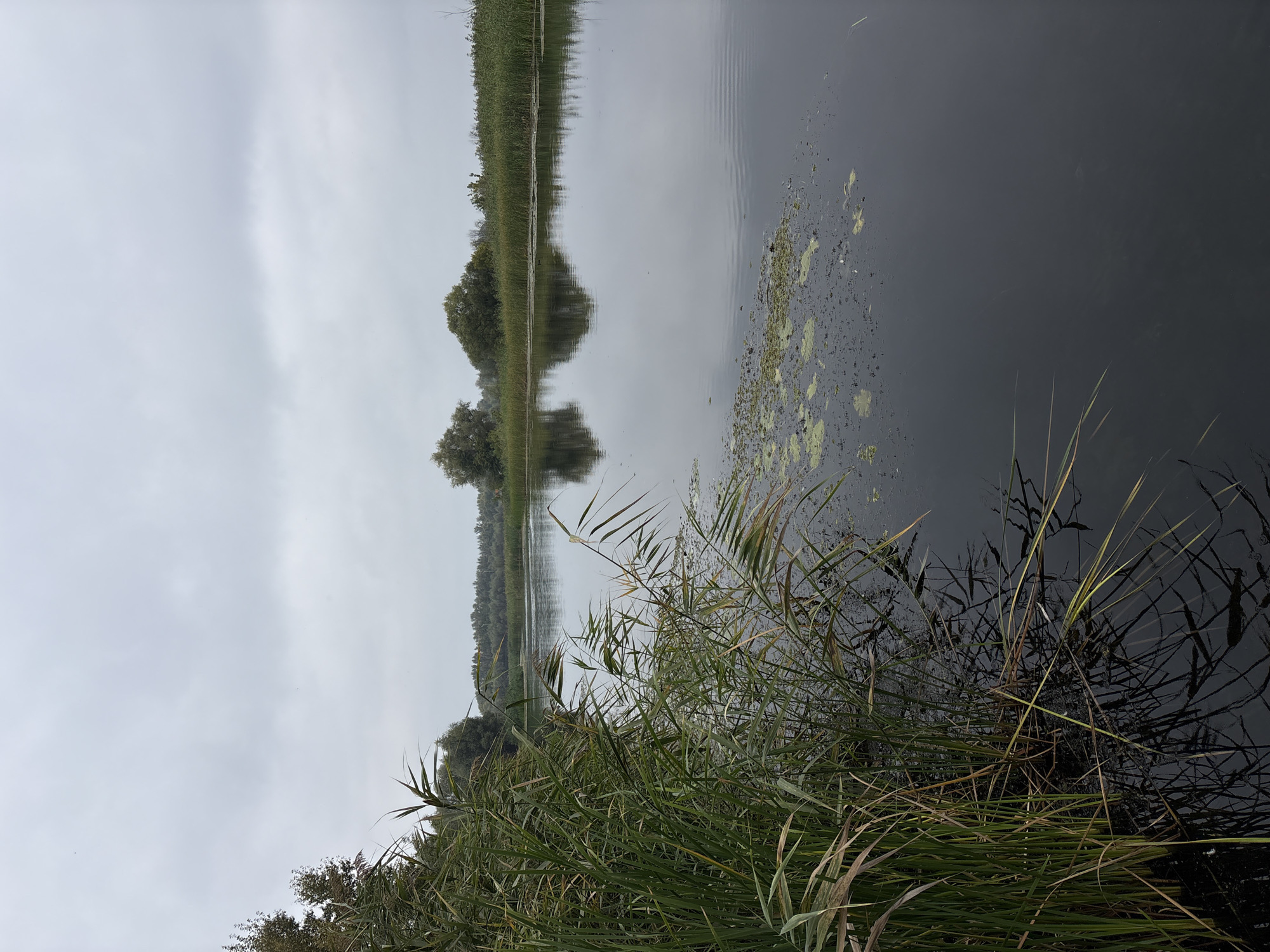 The image shows a tranquil natural scene with a calm body of water, likely a river or lake. Tall reeds and aquatic plants line the foreground on the left, with their reflections visible in the dark water. The middle ground features the water stretching towards a distant shoreline lined with reeds and trees. The sky is overcast, with soft, diffused light. The overall atmosphere is peaceful and natural, indicative of a rural or natural setting rather than an urban one. There are no people or man-made structures clearly visible in the image. The context of Bobrov, Russia, is not directly evident from the visual information provided in the image itself.