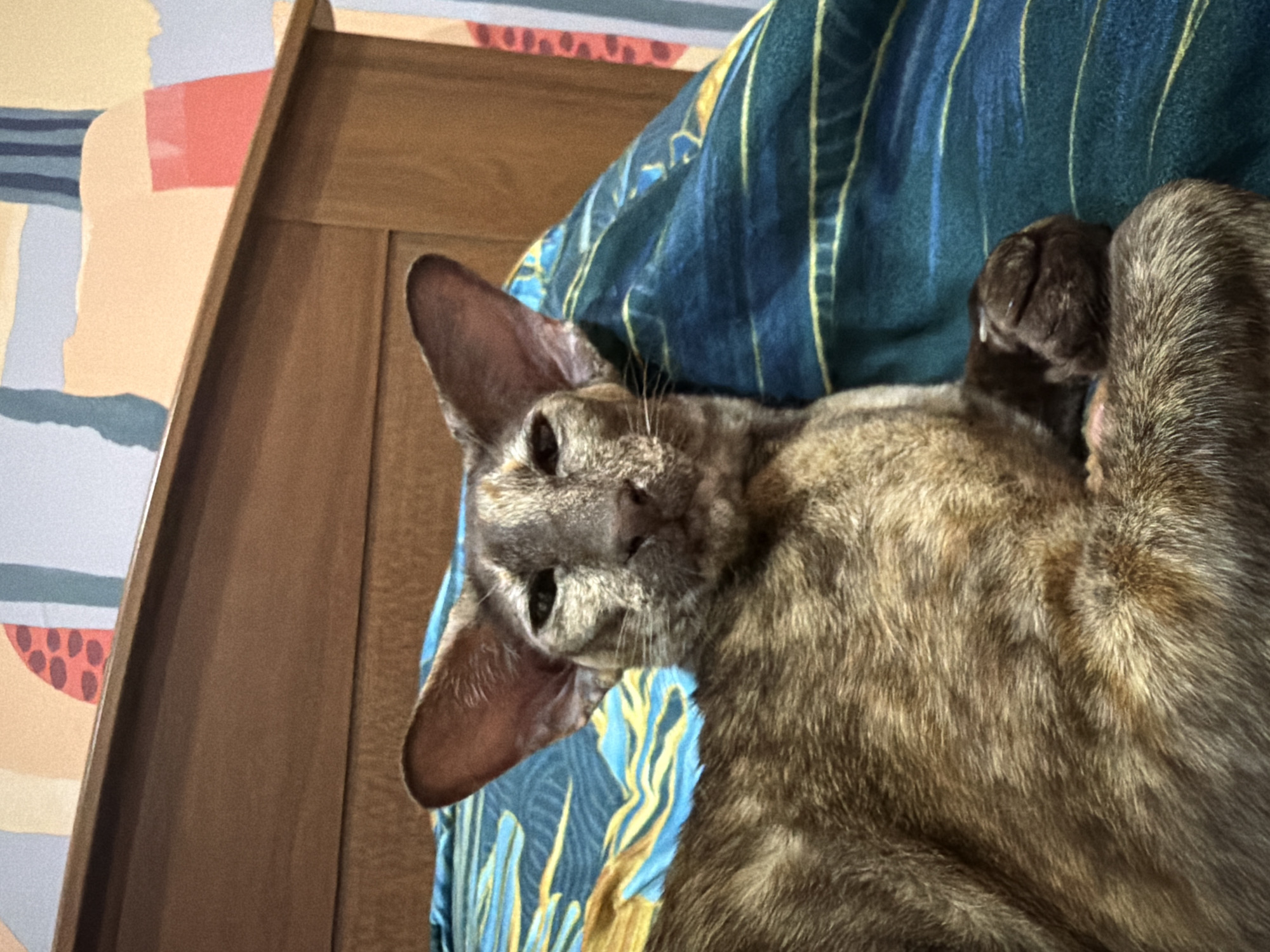 A brown cat lies on a blue and yellow patterned blanket. The cat is positioned on its back with its paws in the air. A wooden headboard is partially visible to the left. A multi-colored patterned wall is behind the headboard. The location is Chaikovsky, Russia.