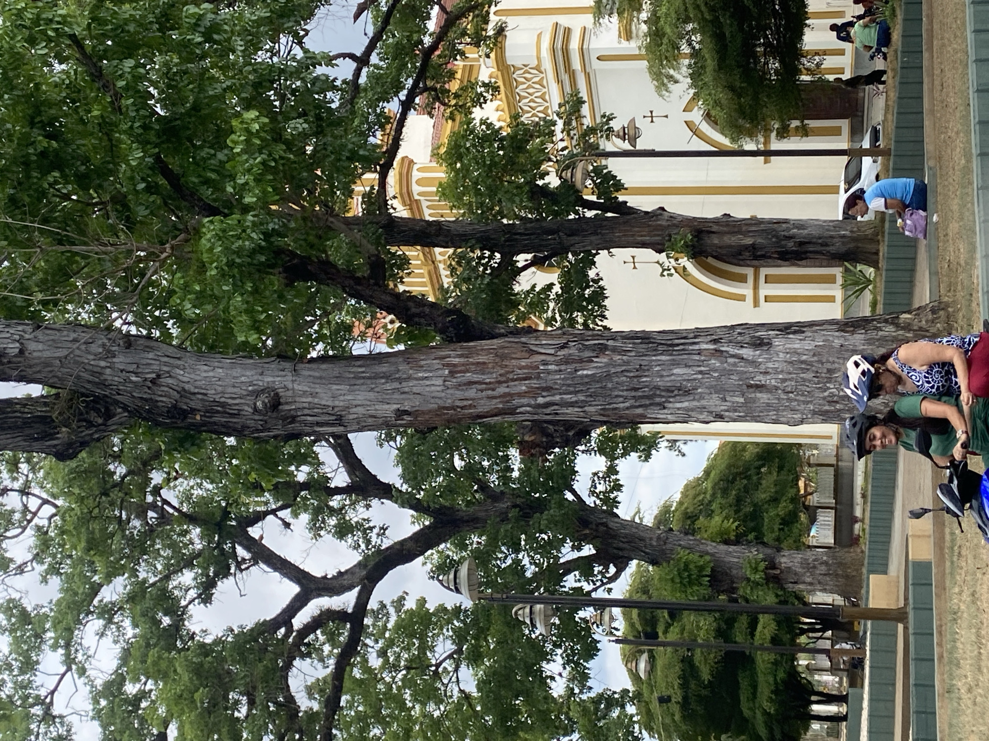 A vertical shot shows a tree on a street with a white church and a few people. The street and church are located in Tinaquillo, Venezuela. The bottom of the tree is on the right side of the frame, and the rest stretches to the left. There are many branches and green leaves. Behind the tree, there is a church with white walls and golden detailing. The top right corner is a small group of people sitting and chatting. In the lower right, there are two people and a motorcycle. The person closest to the camera is wearing a blue and white helmet, a green shirt, and green pants. The person in the back is wearing a blue and white helmet and a swimsuit with a dark and light blue design. The motorcycle is blue and black.