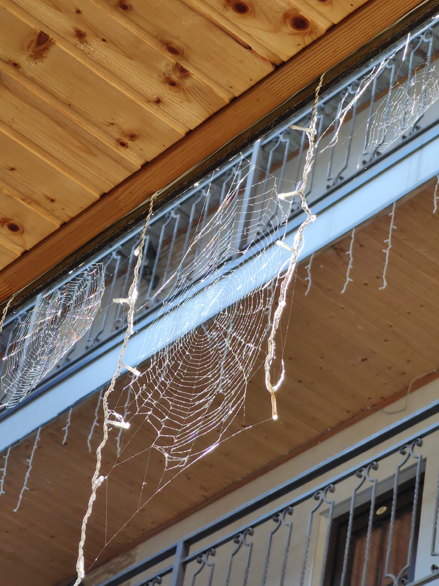 This is a close-up, low-angle, outdoor photograph taken in Divnomorskoye, Russia, focusing on a section of a building's exterior. The scene is dominated by numerous spiderwebs, illuminated by sunlight, which create intricate patterns against the backdrop of wooden paneling and a balcony railing.

The wooden ceiling overhead is constructed from parallel planks of light brown wood, showing visible grain and knots. Below this, a dark horizontal bar with a metallic sheen marks the edge of the structure. Attached to this bar are several strands of white, thin, twisted material, possibly string or cord, with small, irregular white objects resembling cotton balls or tiny decorations hanging from them at intervals.

The most prominent elements are the spiderwebs. They are spread across the frame, catching the light and appearing as delicate, shimmering nets. One large, circular web is visible on the left, and a more complex, irregular web occupies the center and right portions of the image. The webs are attached to the white strands and extend downwards, creating a layered effect.

Below the webs, a metal balcony railing with decorative scrollwork is visible. The railing is dark gray or black and appears to be made of twisted metal bars. Behind the railing, a light-colored wall and a dark-framed window or door can be seen. The sky is a bright, pale blue, indicating daylight. The overall impression is one of natural elements (spiderwebs) interacting with man-made structures in an outdoor urban or suburban setting.