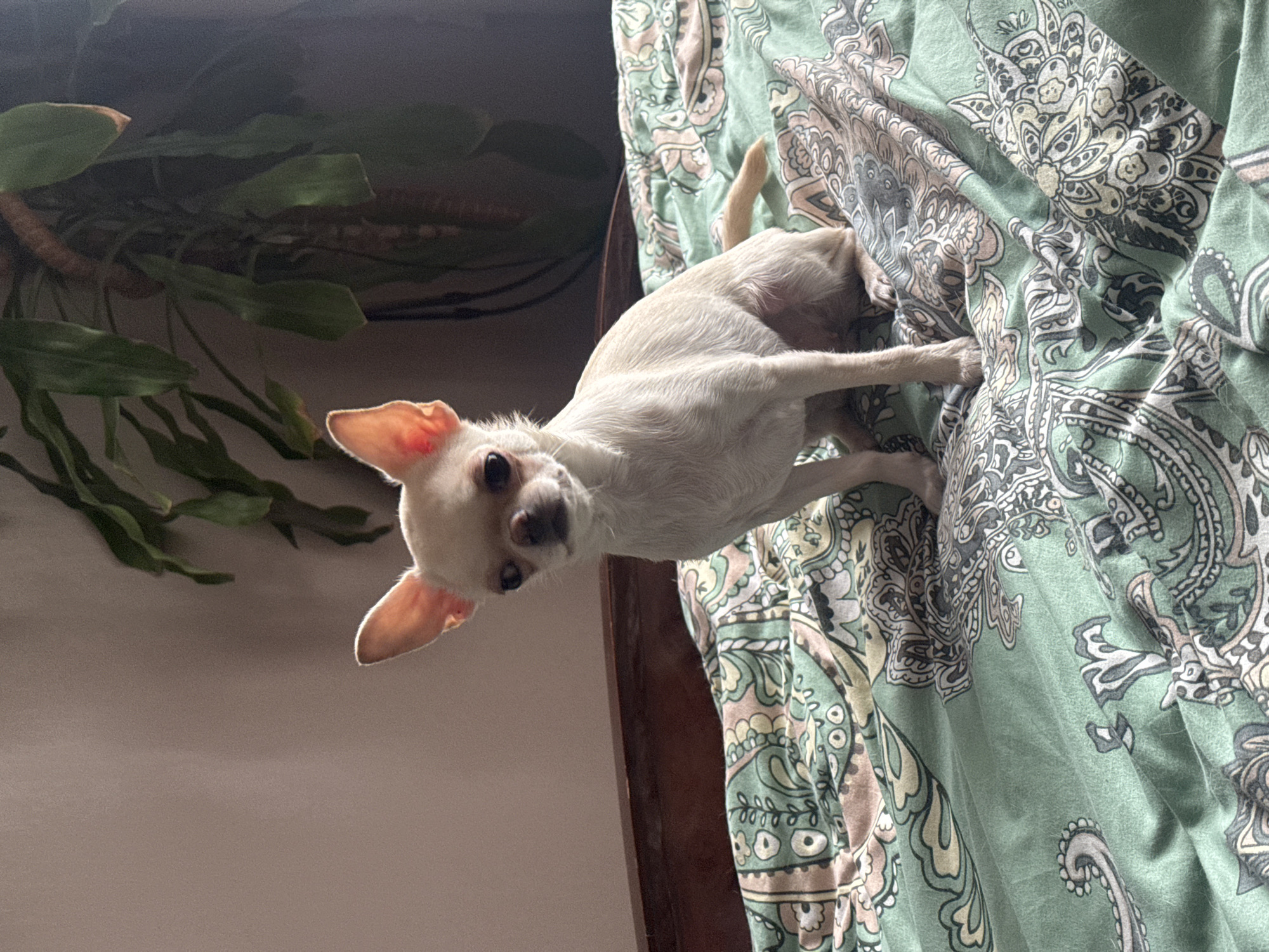 A light-colored Chihuahua dog is sitting on a bed covered with a green and patterned duvet. The dog is facing the camera with its ears perked up and its tail is visible. The background shows a plant and a wall. The scene appears to be indoors, possibly a bedroom.