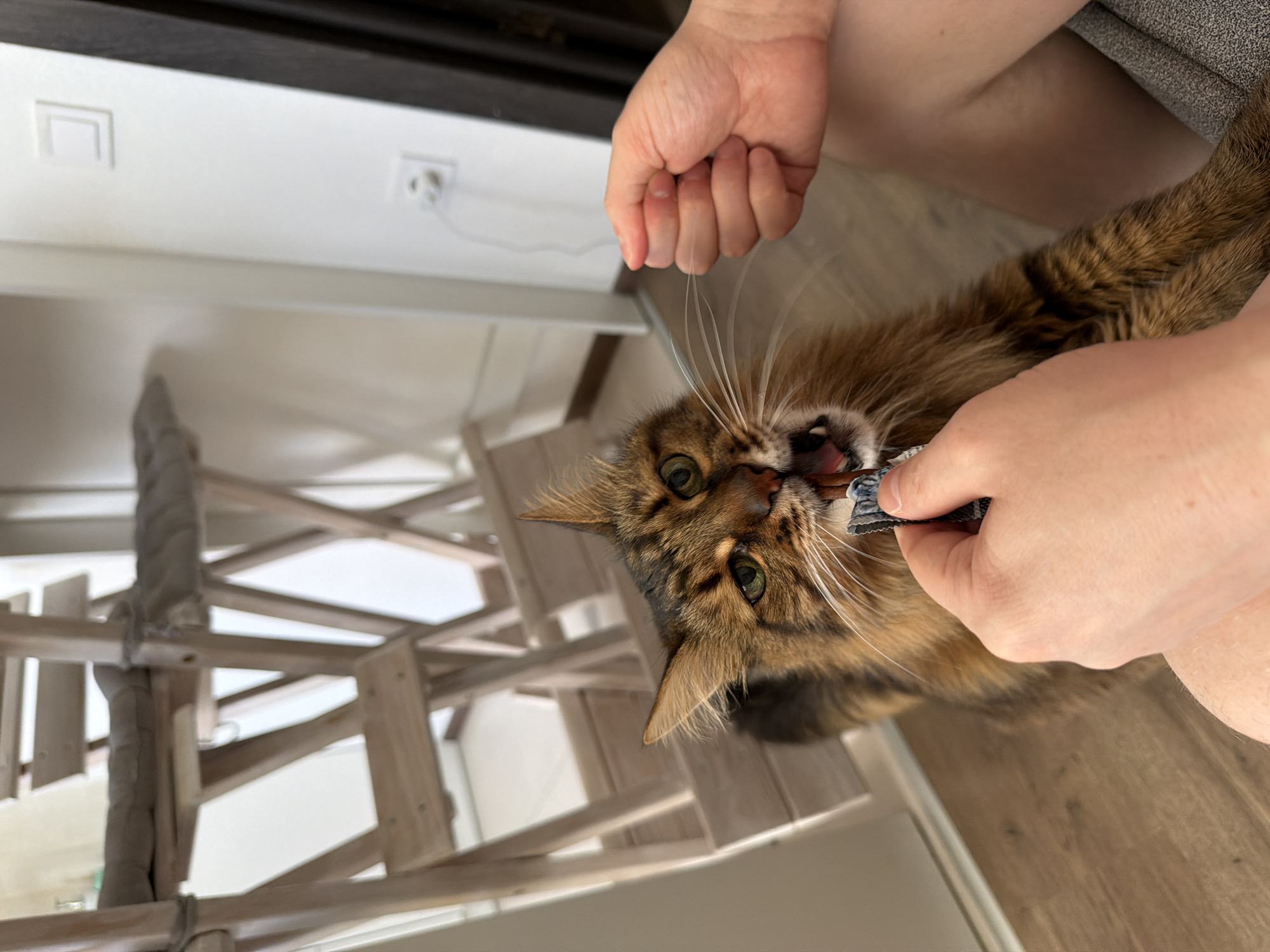 A brown tabby cat is being fed a treat by a person's hands. The cat has its mouth open and is biting onto the treat. The person's hands are in the foreground, holding the treat. In the background, there is a wooden cat tree and a wall with a light switch and electrical outlet. The flooring is wood. The location of this image is not in Kyiv, Ukraine.