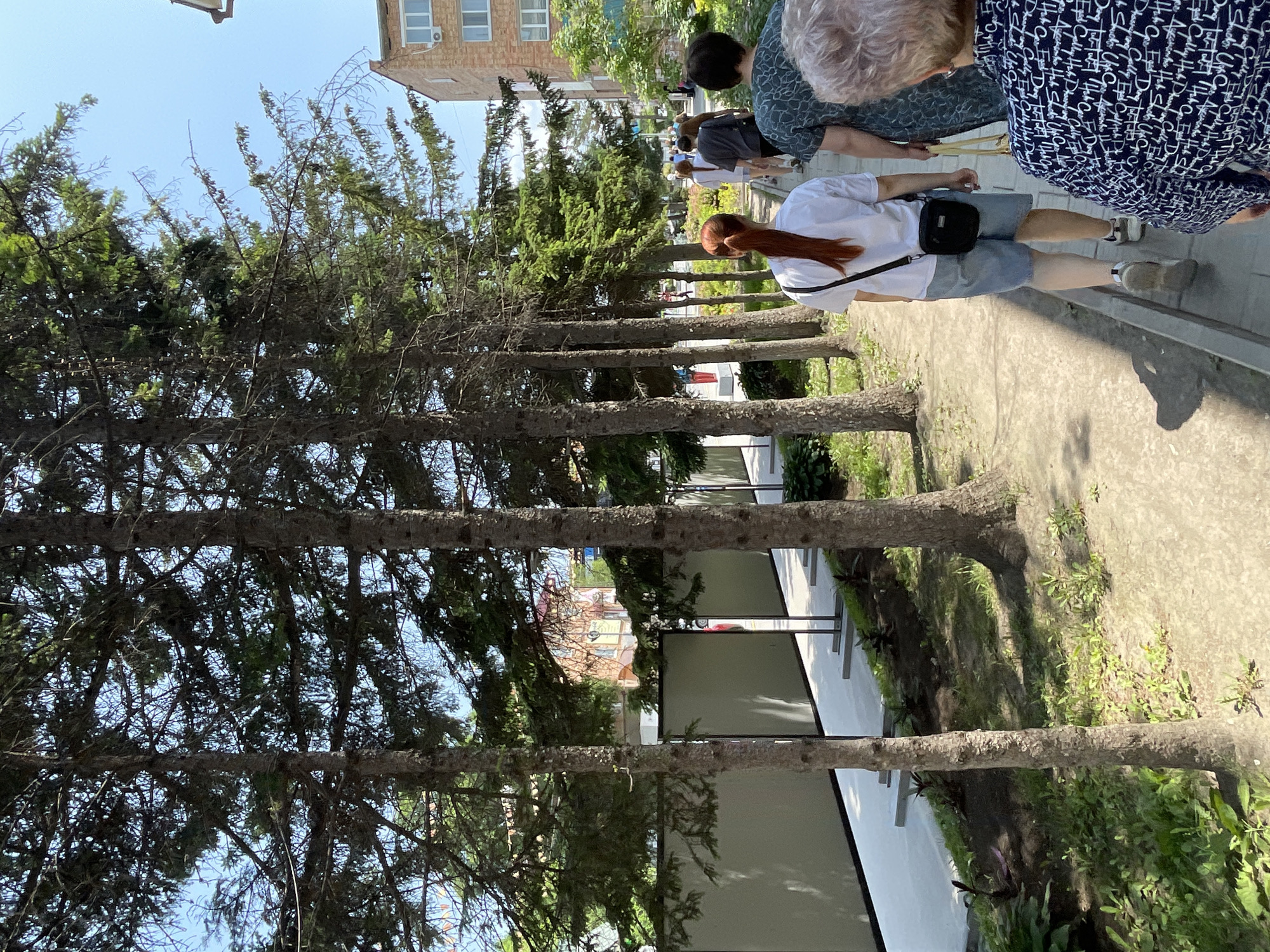 In this outdoor, daytime scene, several people are walking along a paved path lined with coniferous trees. The image is oriented vertically, with the path and trees running from the bottom left to the top right. The sky is a clear blue.
In the foreground, the dark bark of large trees dominates the left side of the frame. To the right, the paved path is visible, with a grassy area to its right. The path is lined with low, grey concrete planters or walls. In the background, a multi-story brick building with white-framed windows is visible, as are more trees and greenery.
The individuals are mostly seen from behind or the side. One woman in the foreground wears a white t-shirt, denim shorts, and a black crossbody bag. She has long, reddish-brown hair. To her right, an older person with grey hair wears a blue and white patterned top. Further down the path, other figures are walking, some in white shirts.
The overall impression is of a pleasant, sunny day in a public space, possibly a park or a pedestrian walkway in a town or city. The presence of trees and buildings suggests an urban or suburban environment.